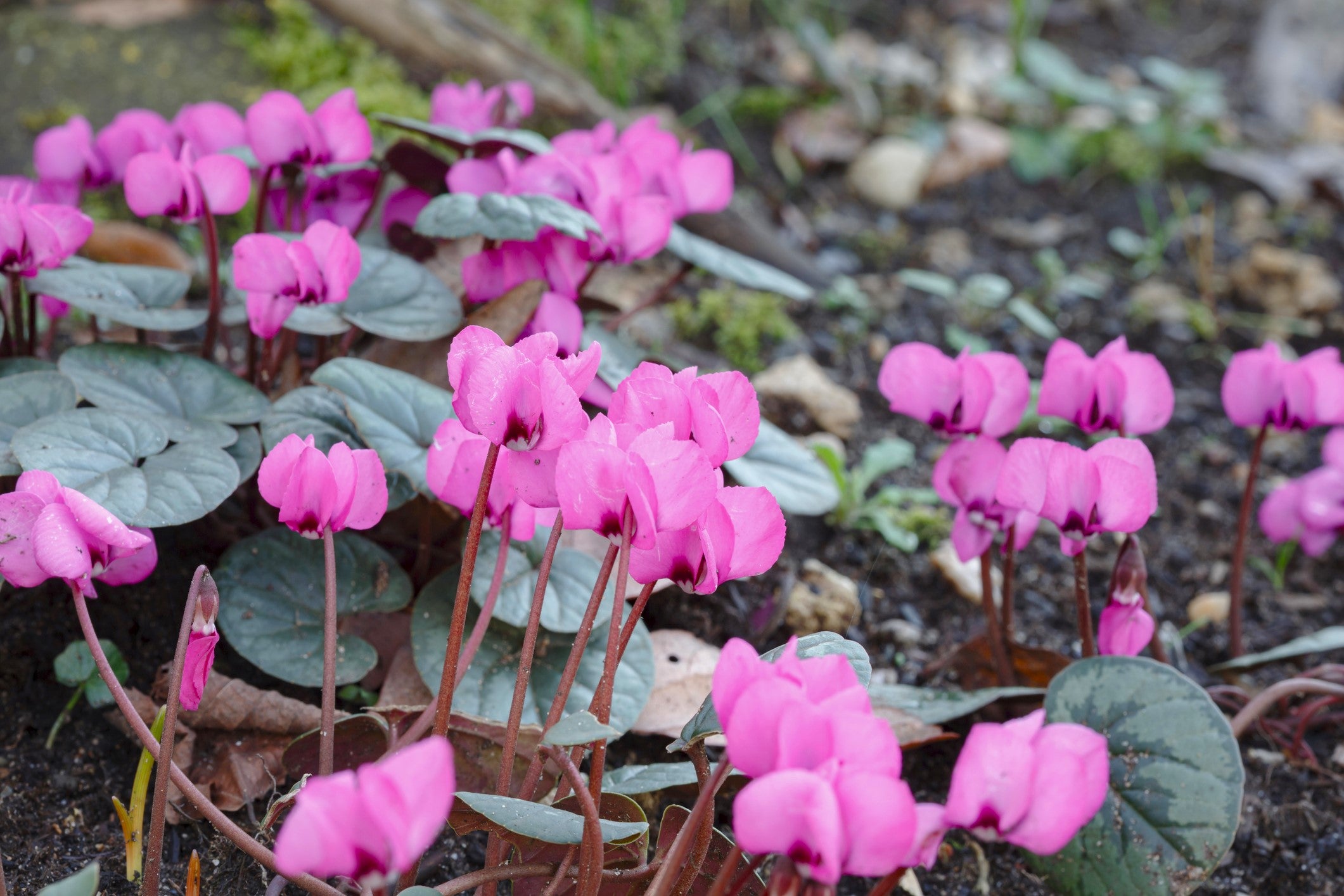 Cyclamen coum