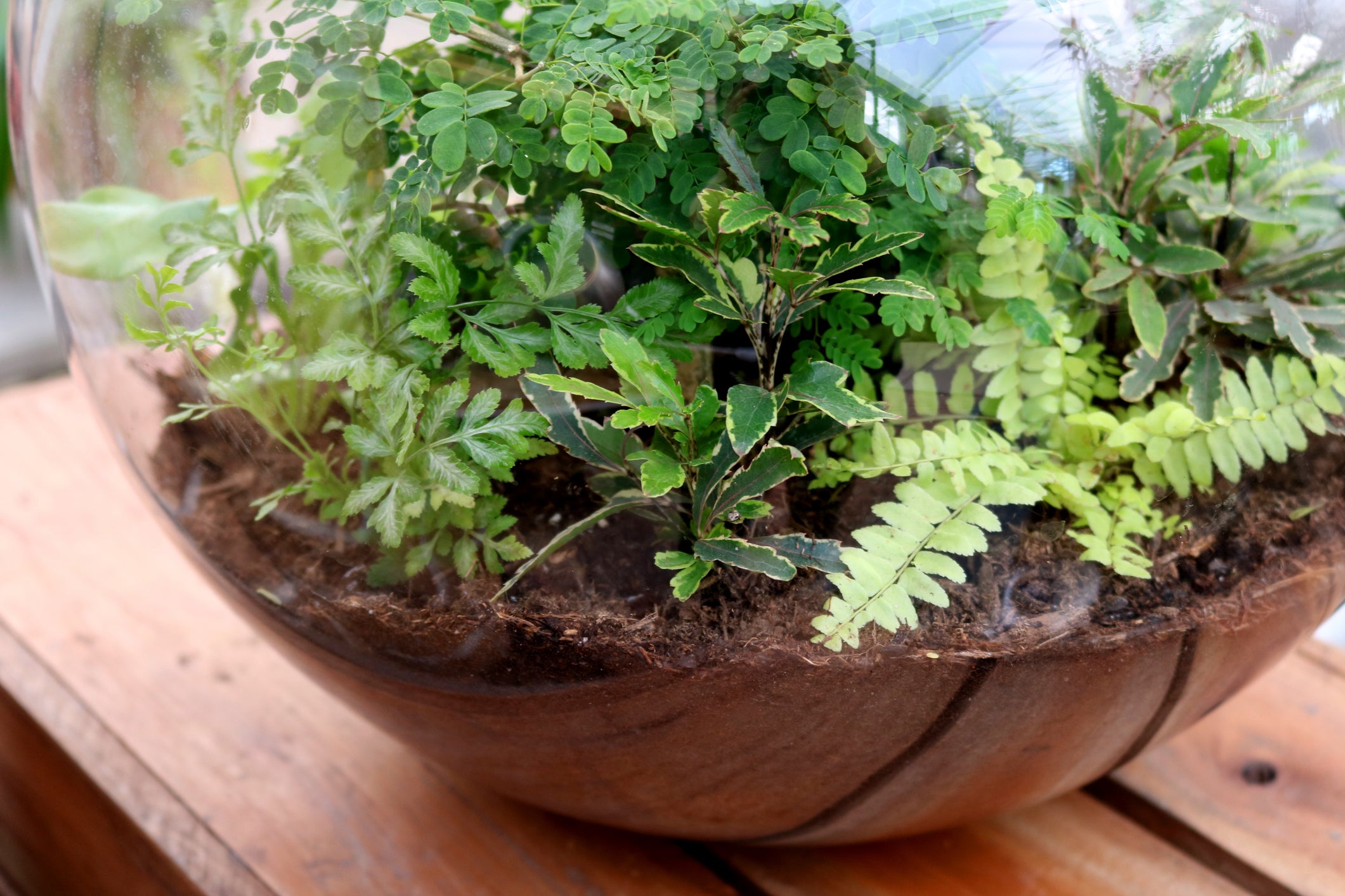 Glass terrarium with ferns