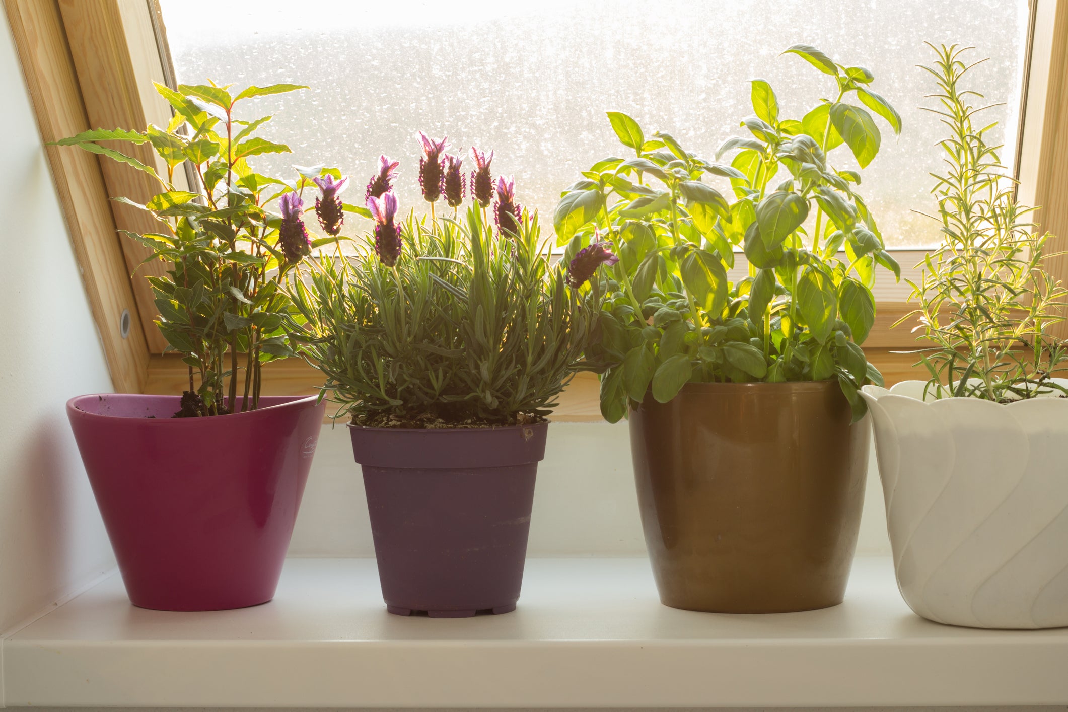 Homegrown herbs