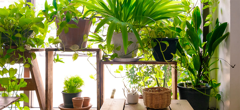 Houseplant Fall Checklist: How to Prepare your Plants for the Weather Change