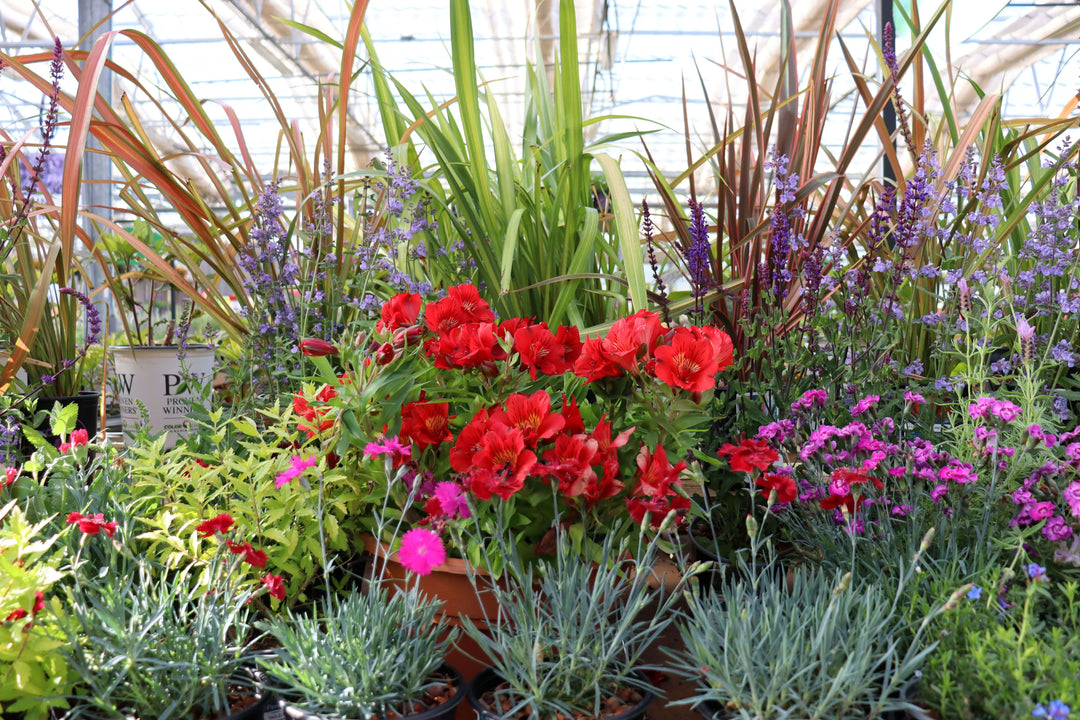 Celebrate Pollinator Month with Perennials