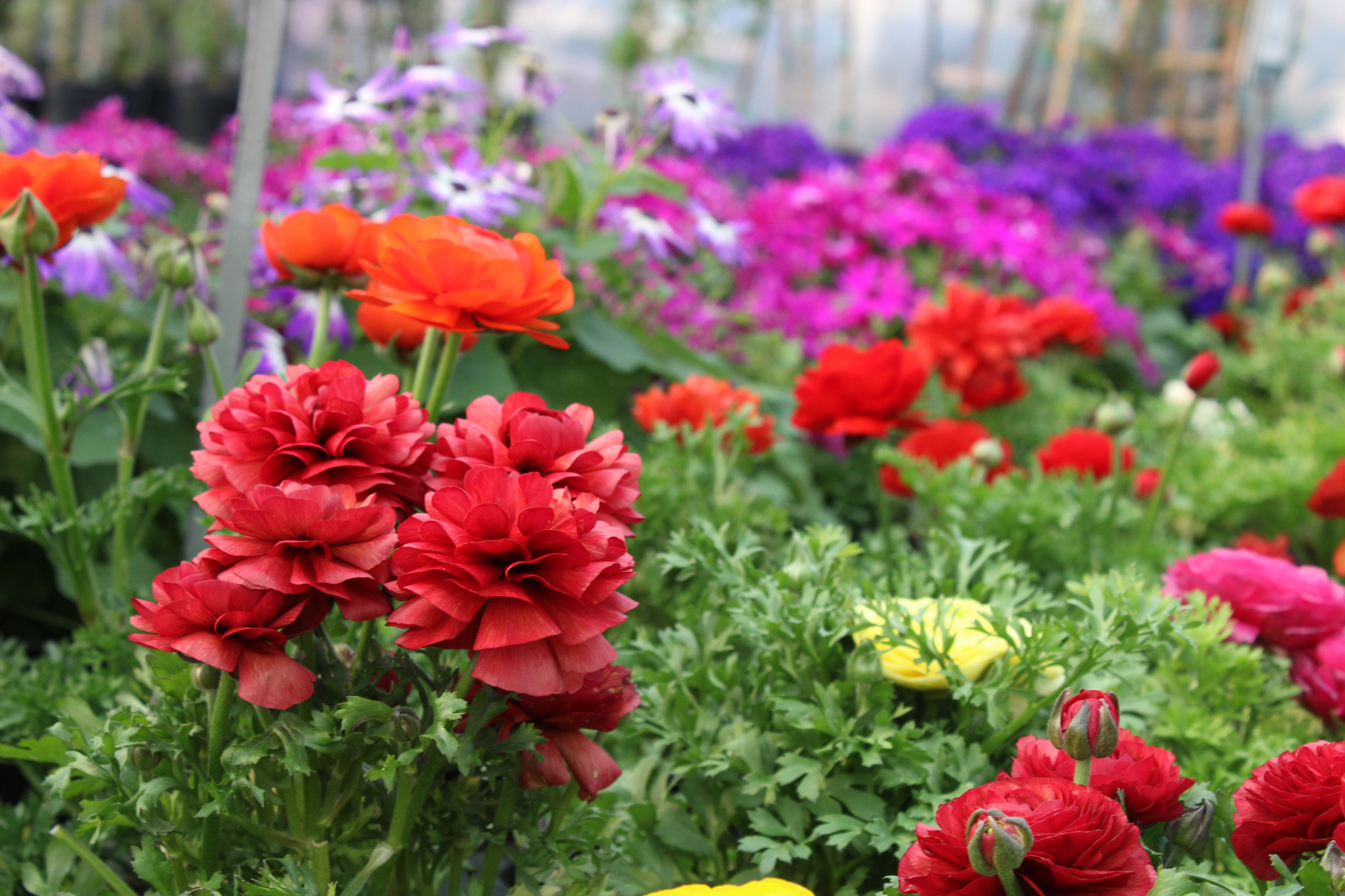 Gardening in March
