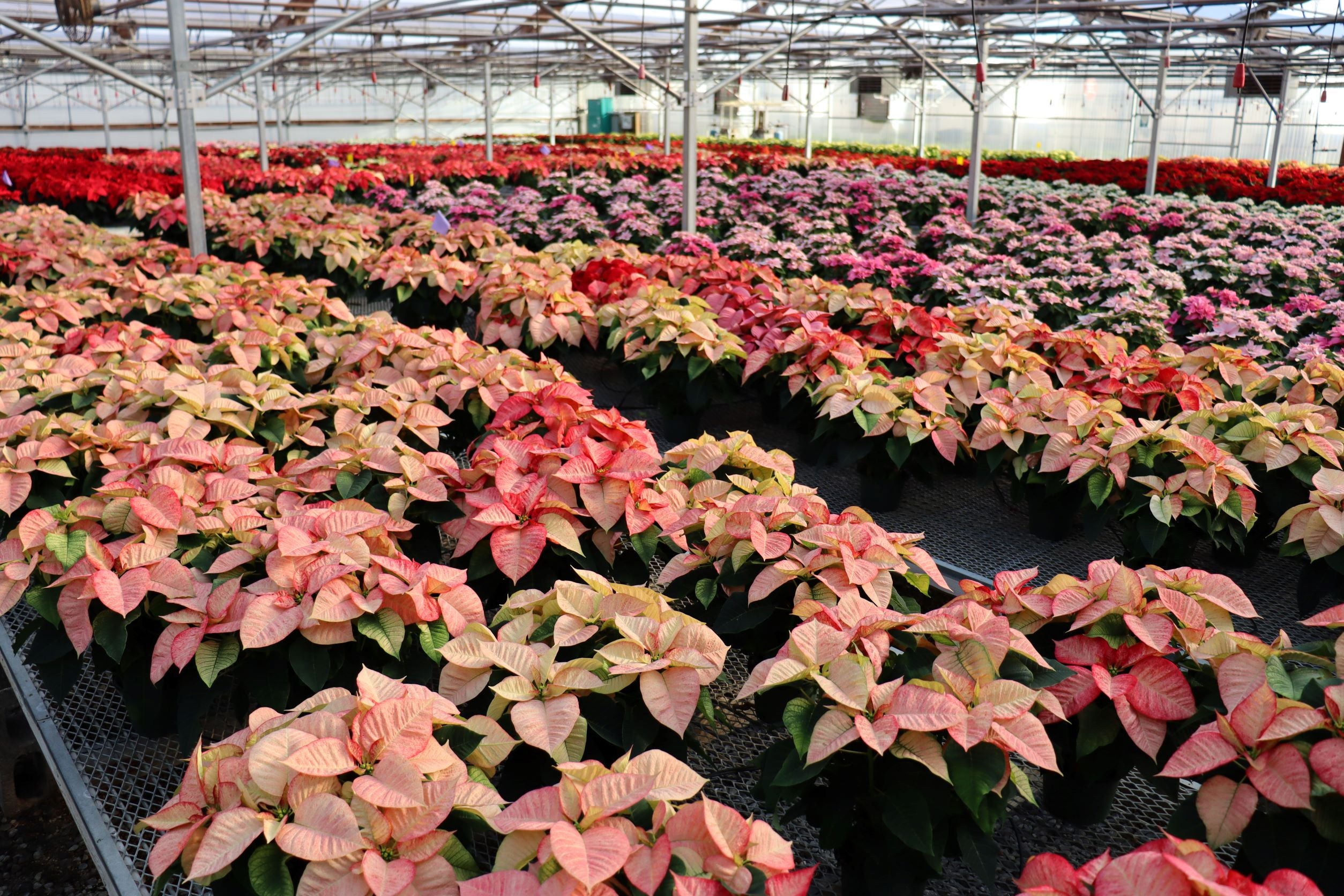 Twelve Days of Poinsettias