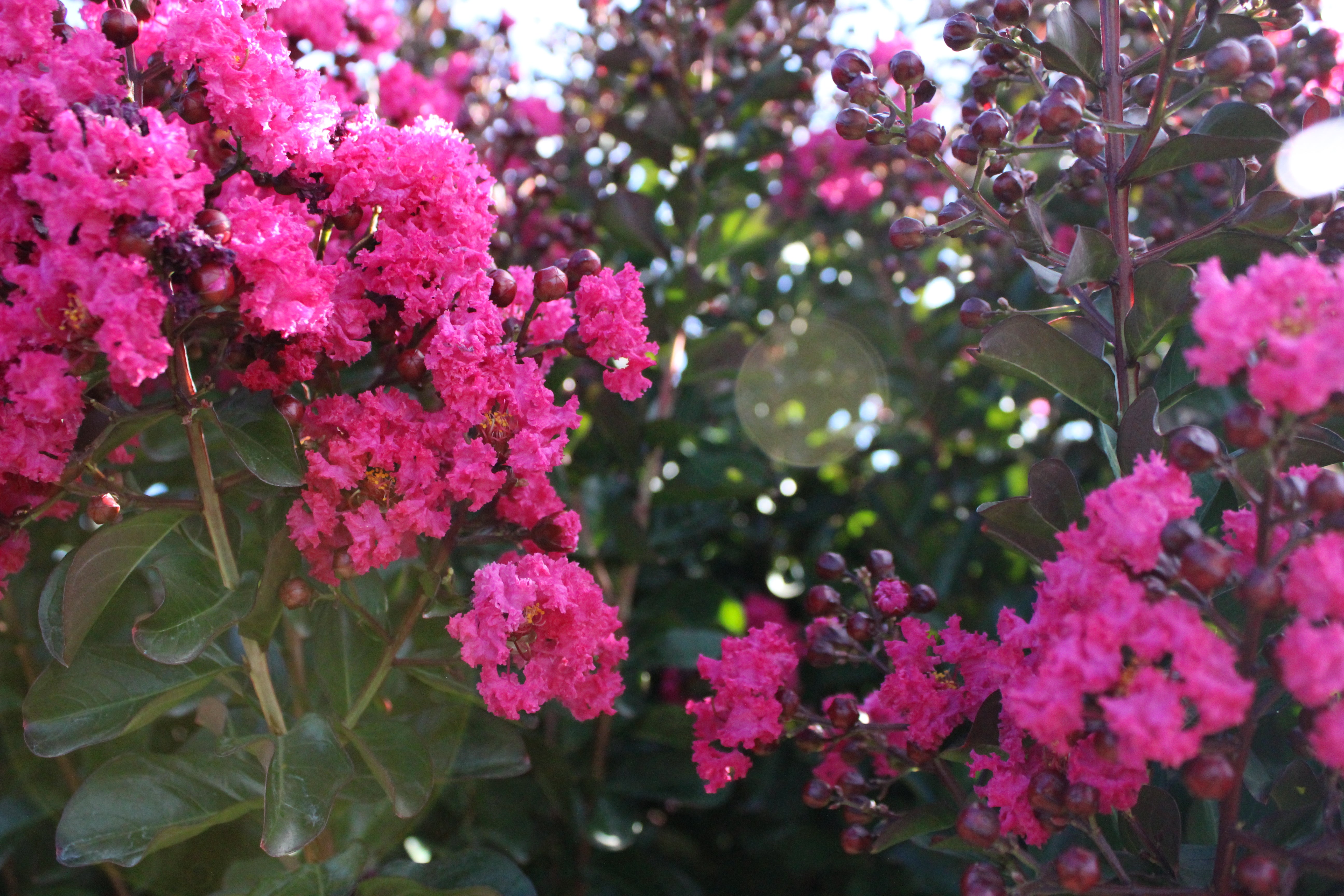 Crape Myrtle Growing Tips