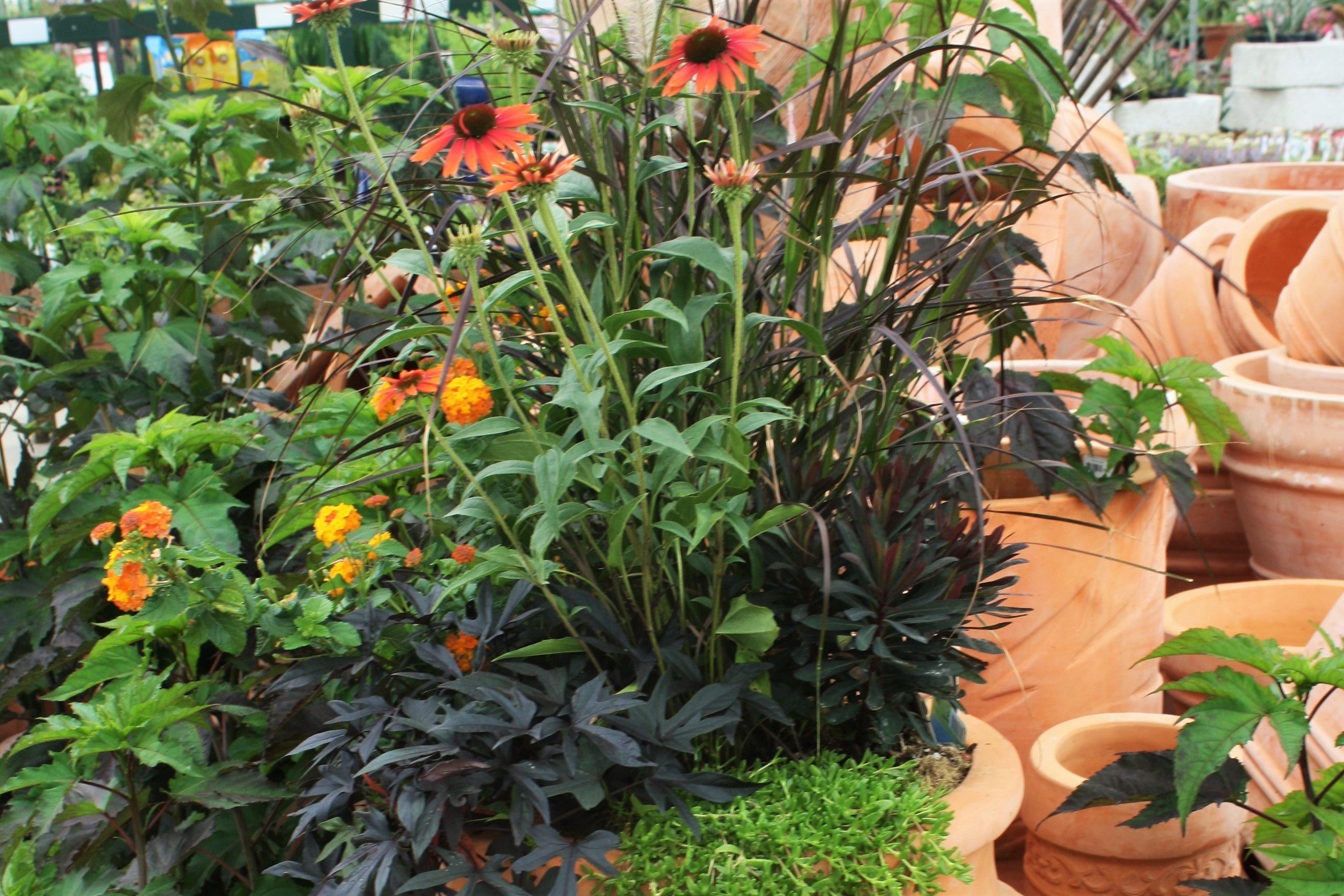 Late Summer Container Refresh