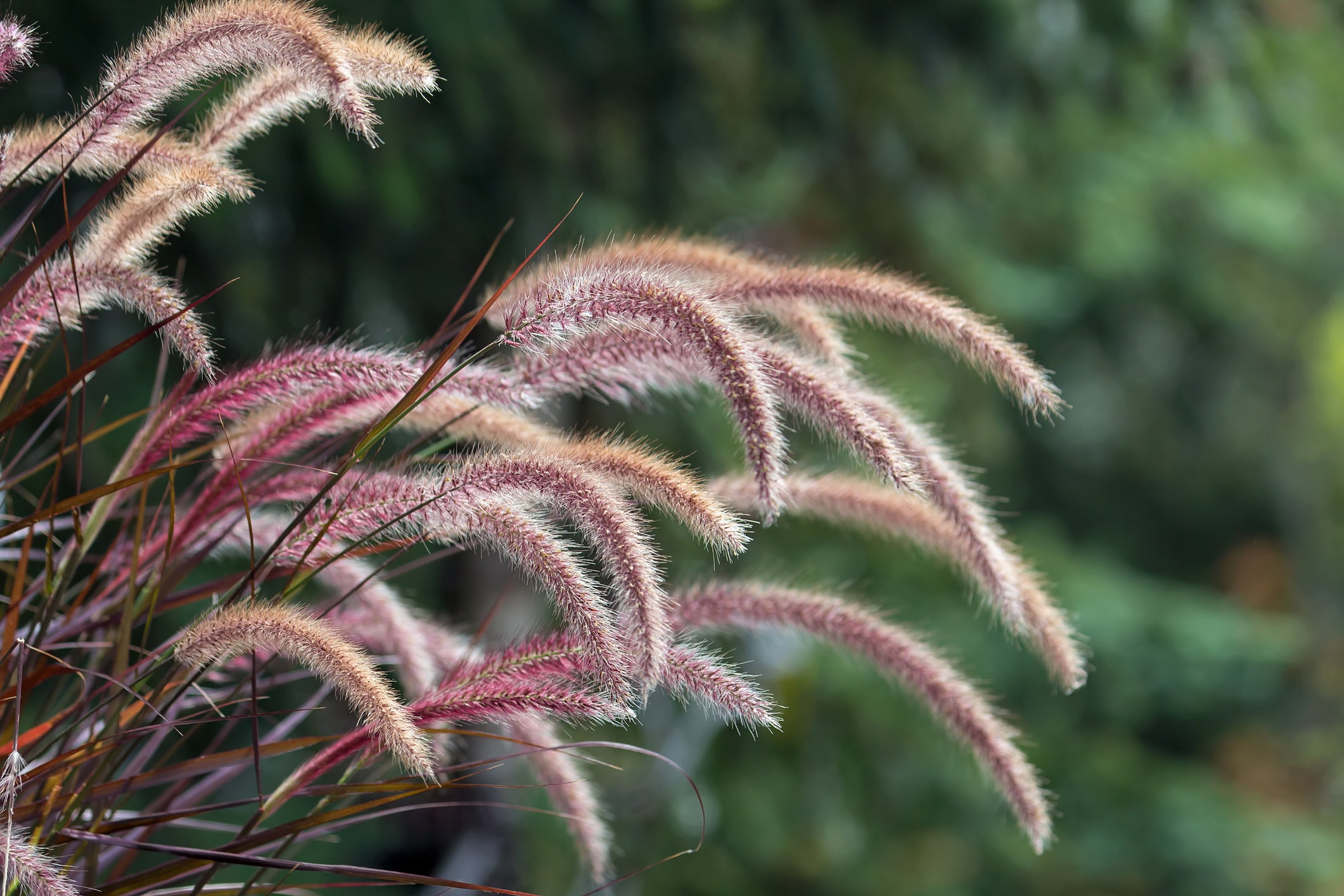 Ornamental Grasses