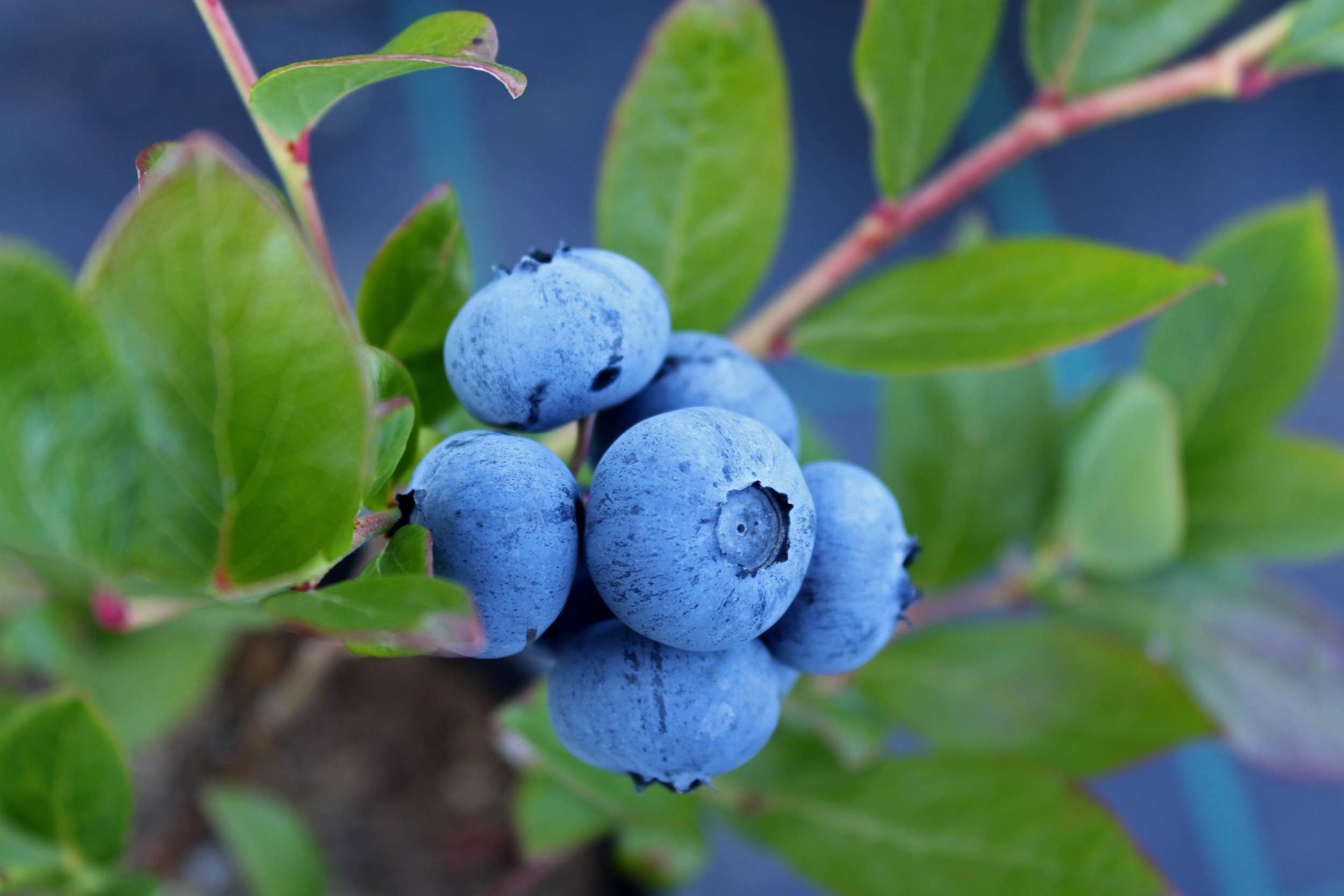 al's garden and home blueberries