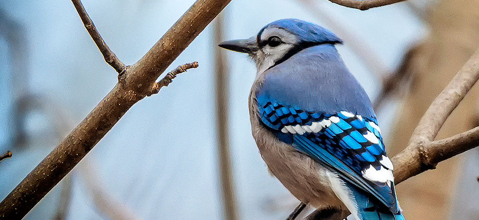 Feed Our Feathered Friends This Winter