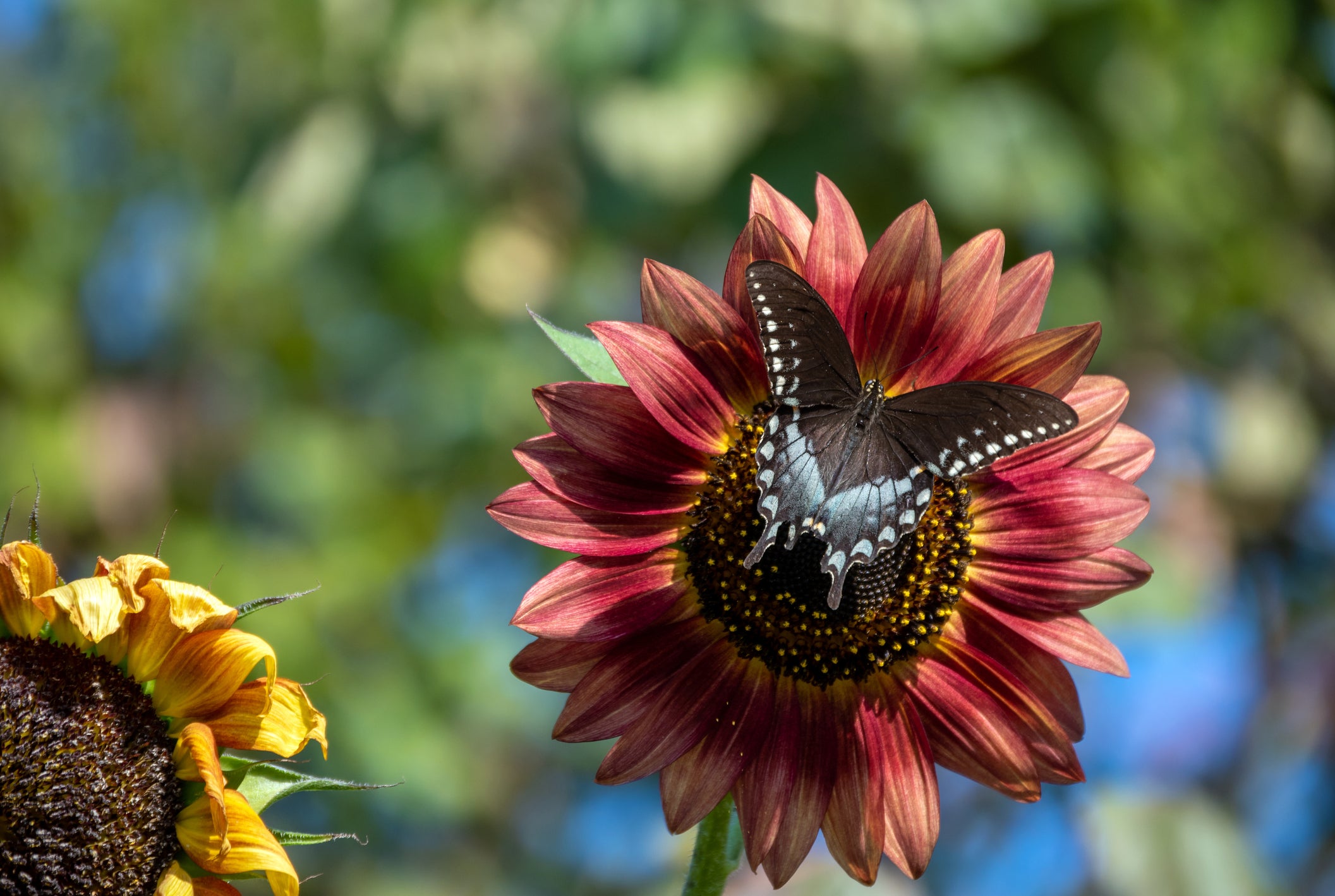 butterfly on sunflower
