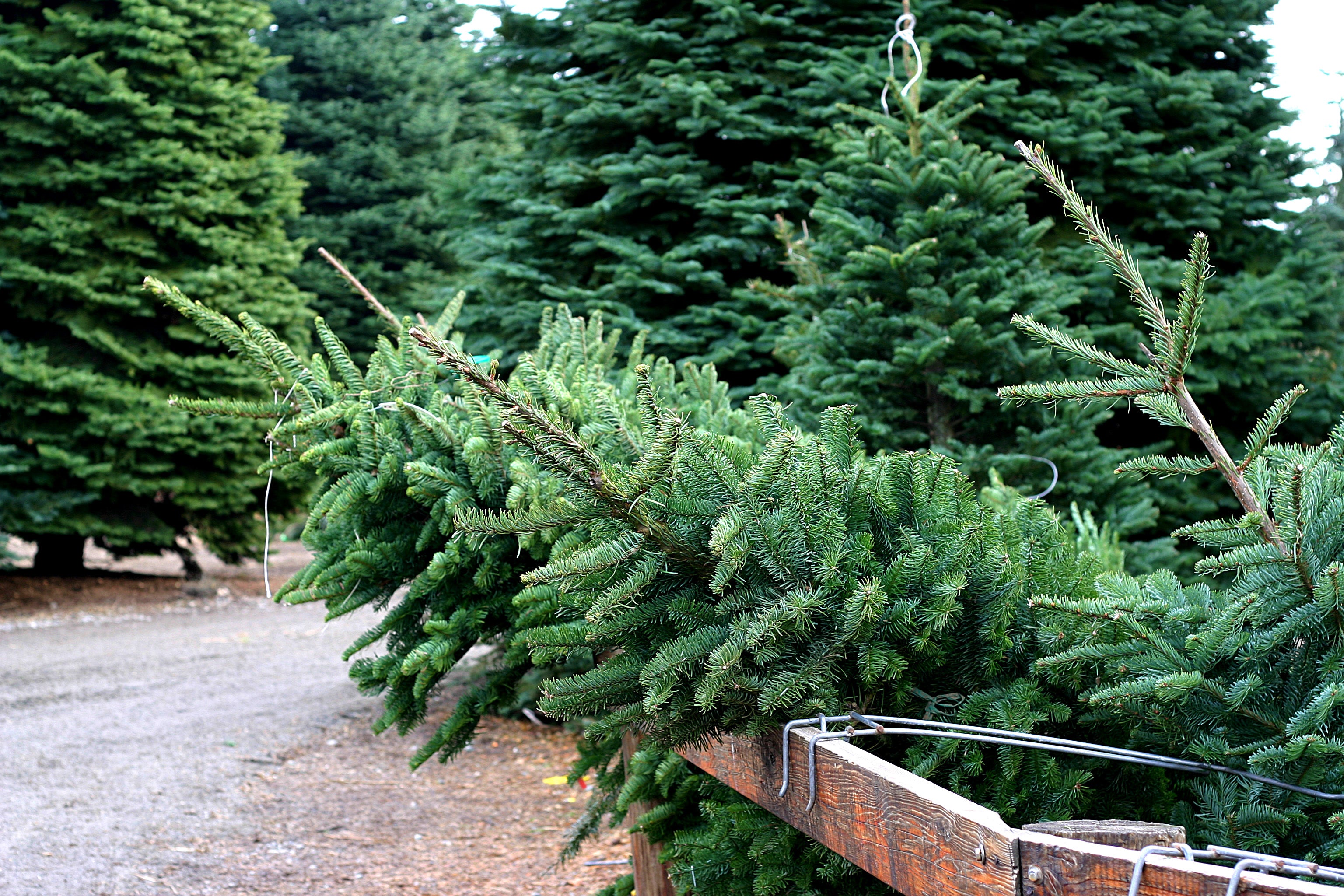 Christmas Tree Care