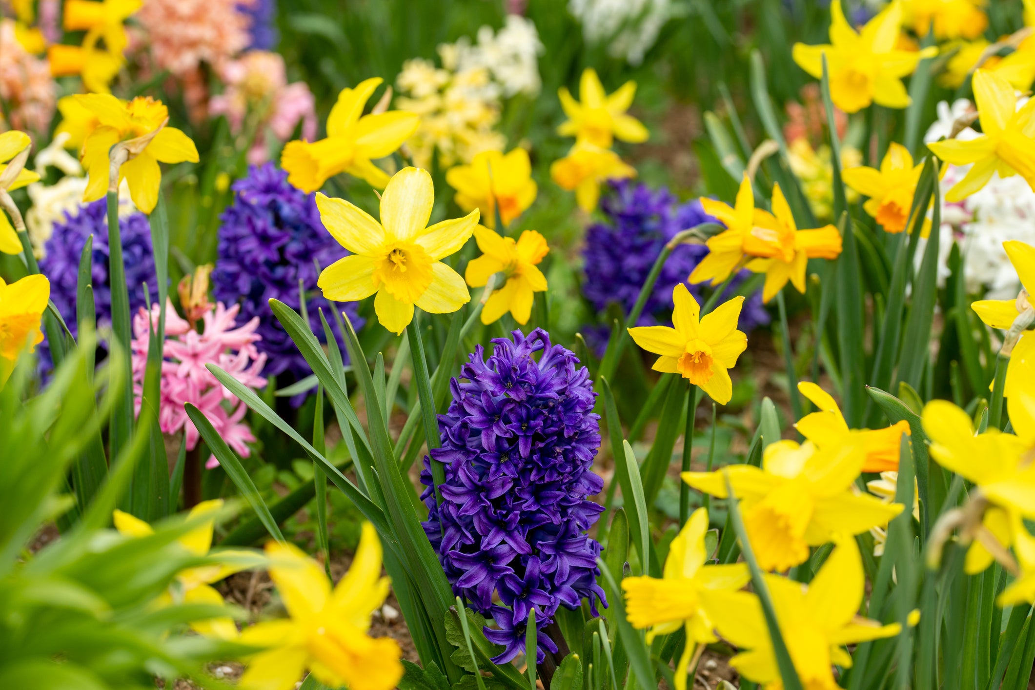 Spring Showers Bring Easter Flowers