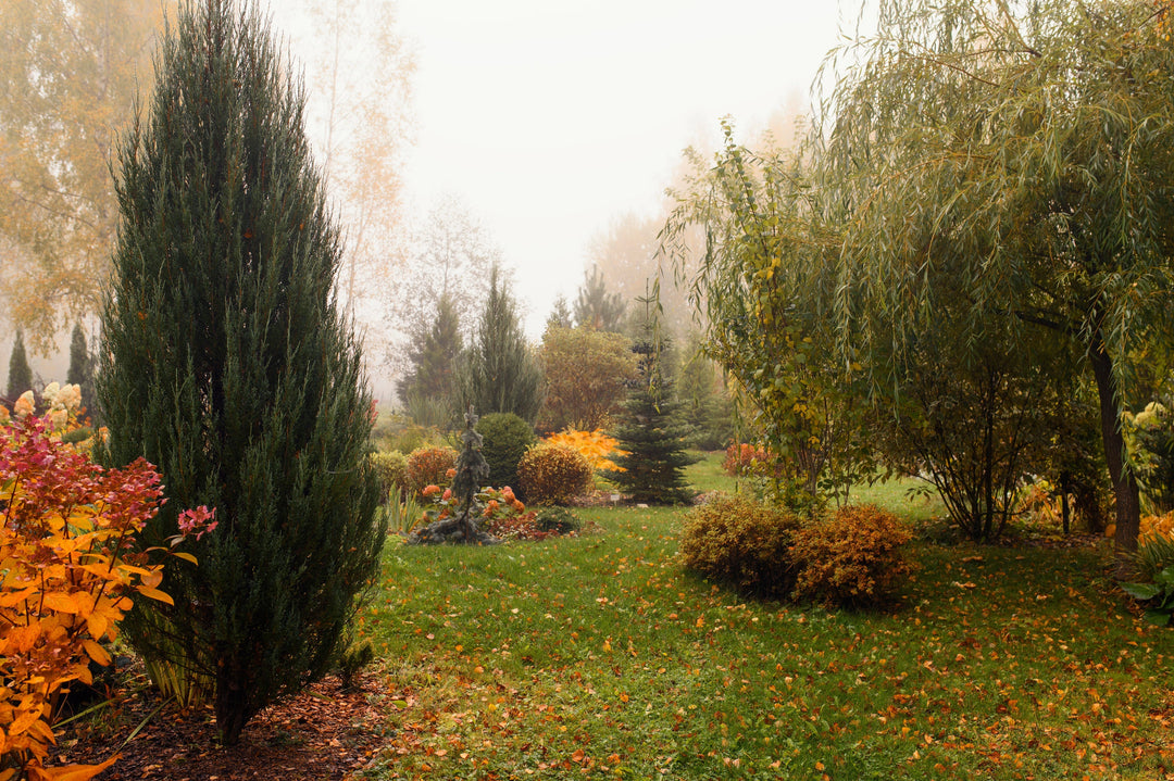 November Gardening in the Pacific Northwest