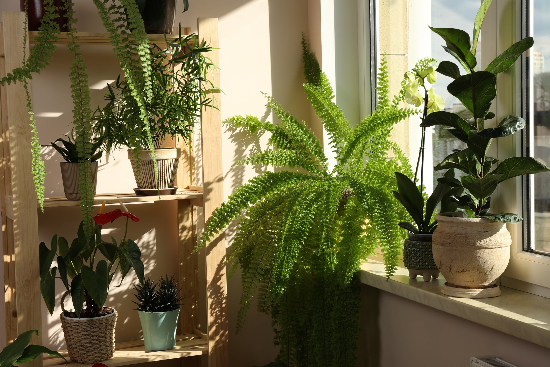 indoor pine tree plant 4