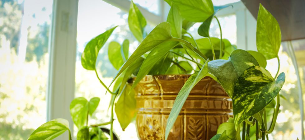 Relax... We've Got Your Houseplants!
