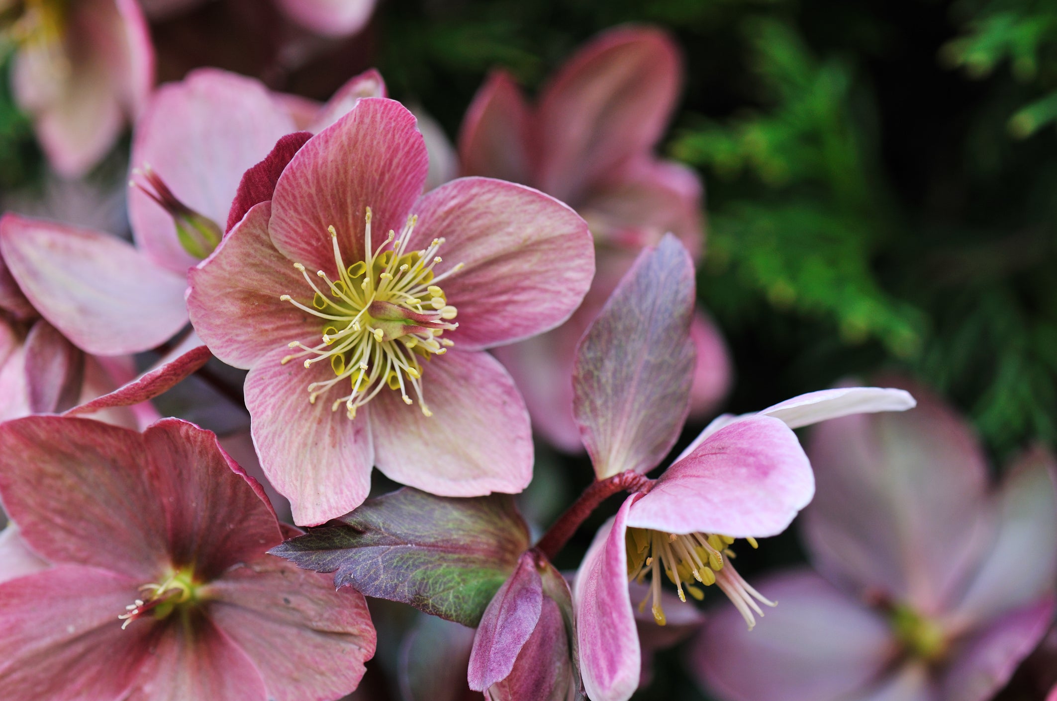 Helleborus in the garden