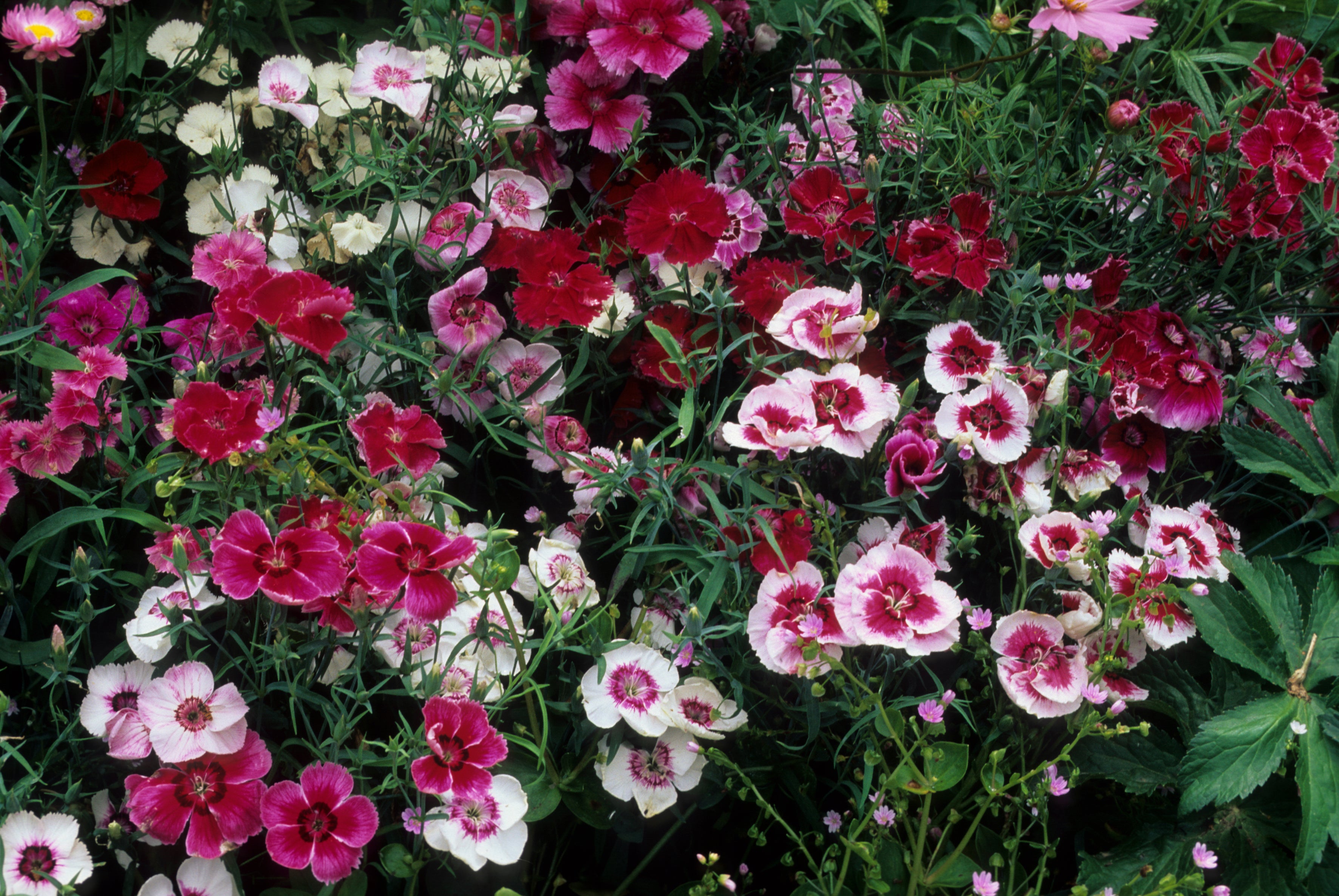 Dianthus