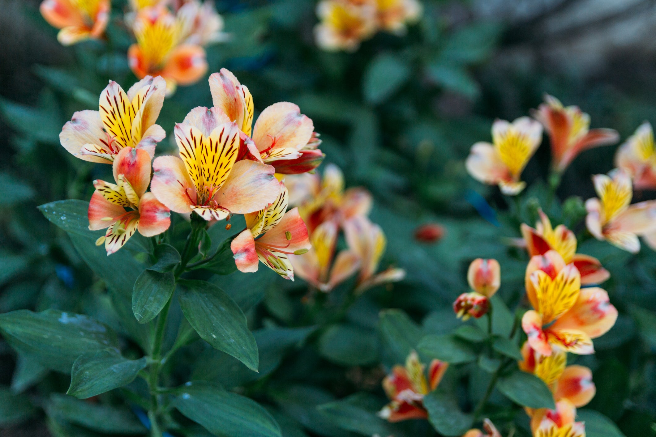 Perennial Blooms for June