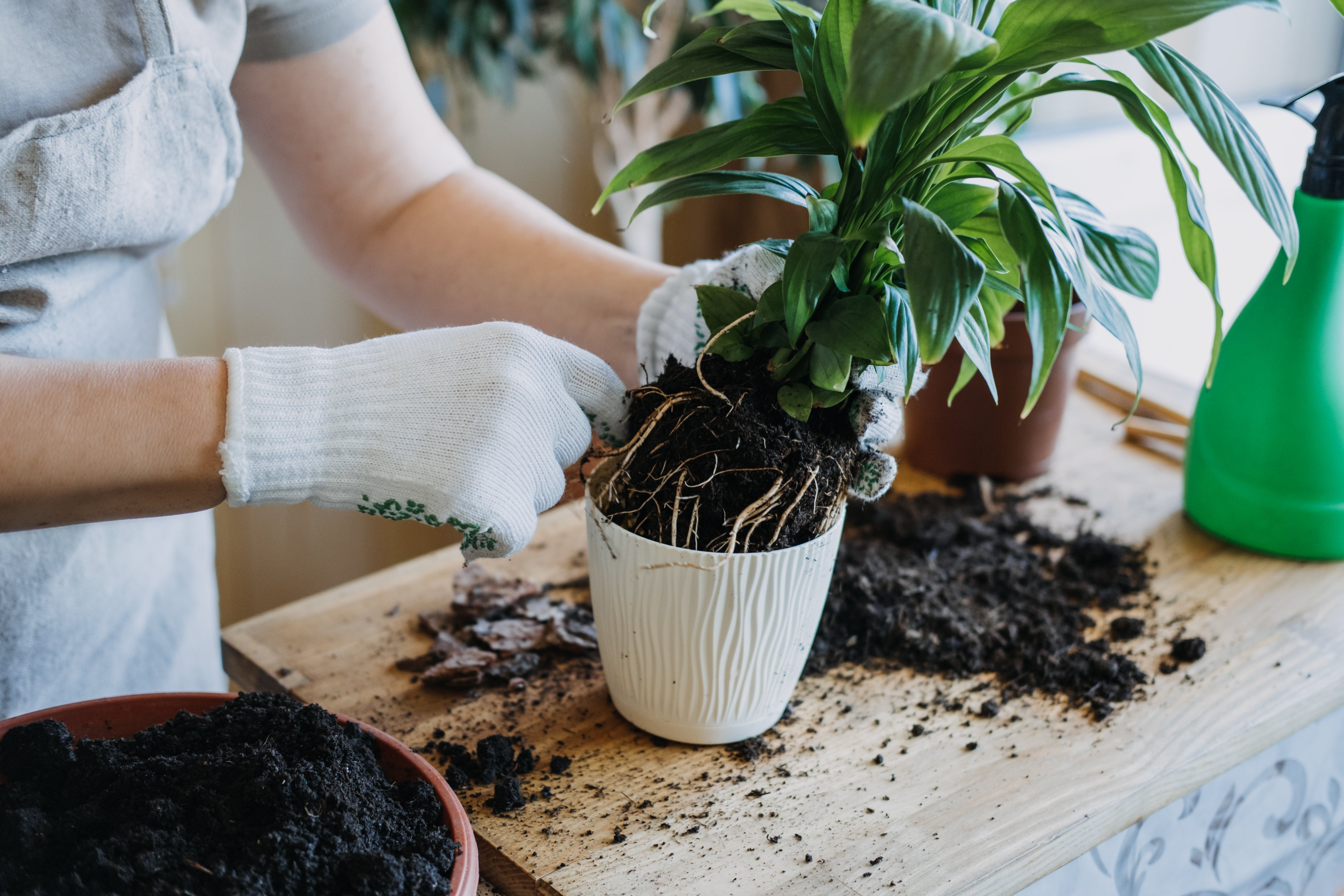 Give Your Houseplants Room to Grow