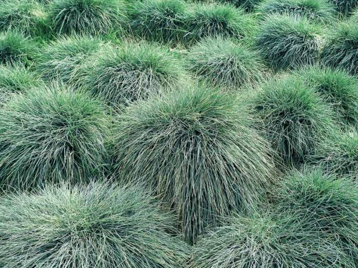 How to Plant Drought-Tolerant Plants  Al's Garden & Home