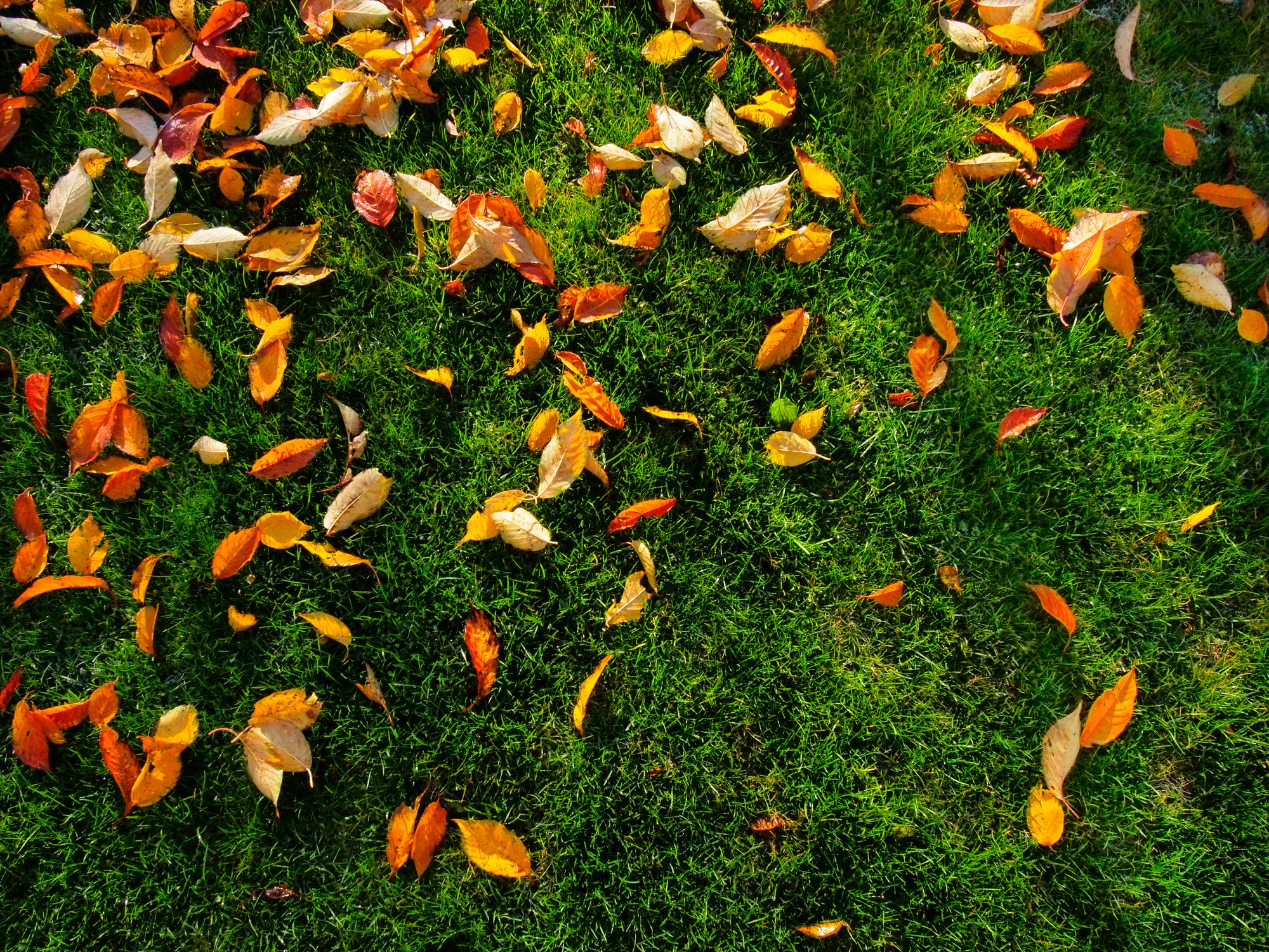 Fall Turf Tips