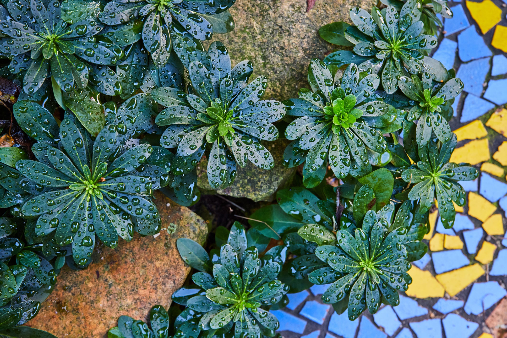 Breathe New Life into Your Garden: Upcycle