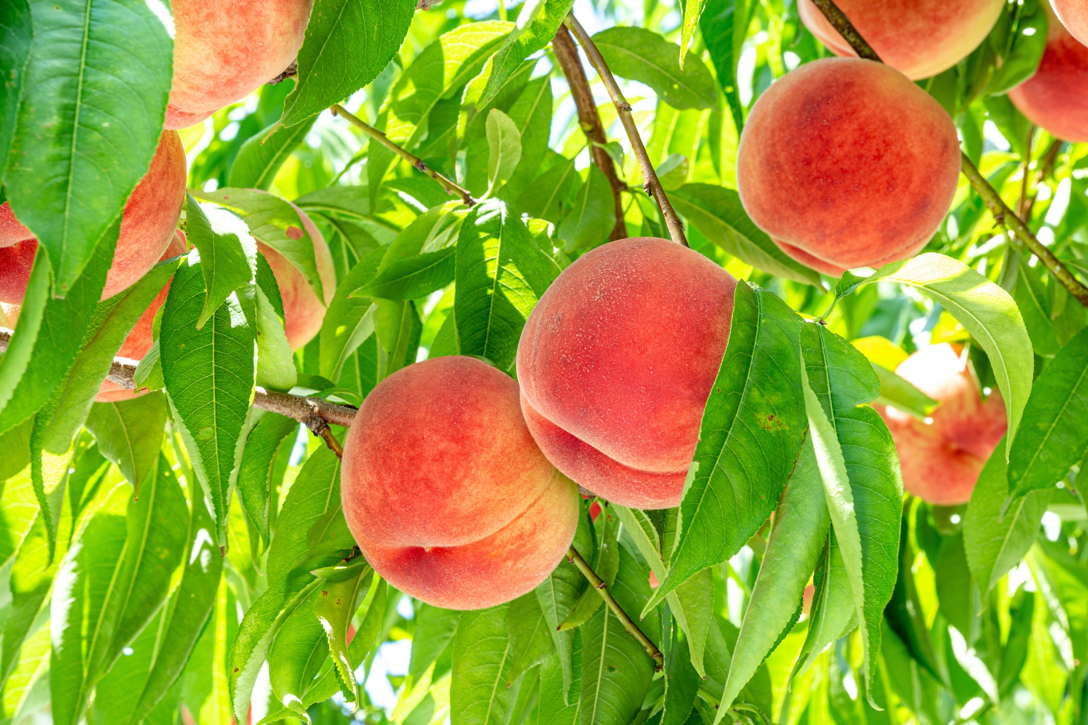 peach tree