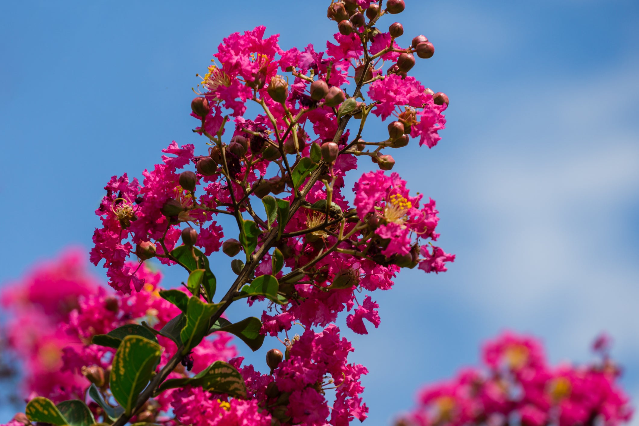 bright pink crape myrtle