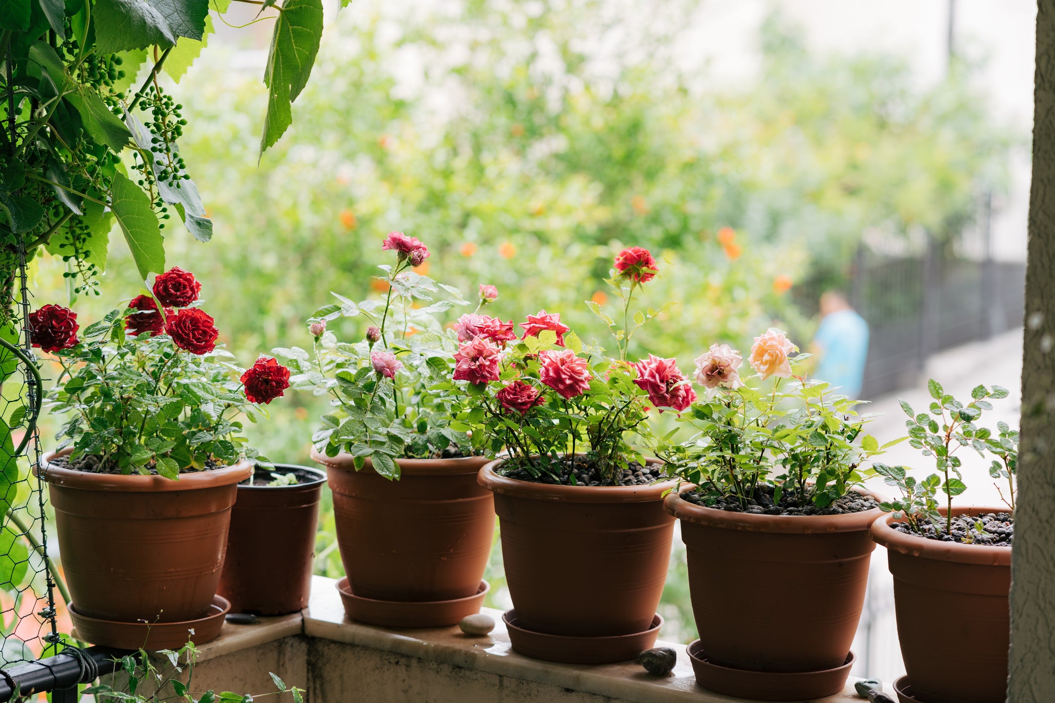 How to Grow Roses in Containers