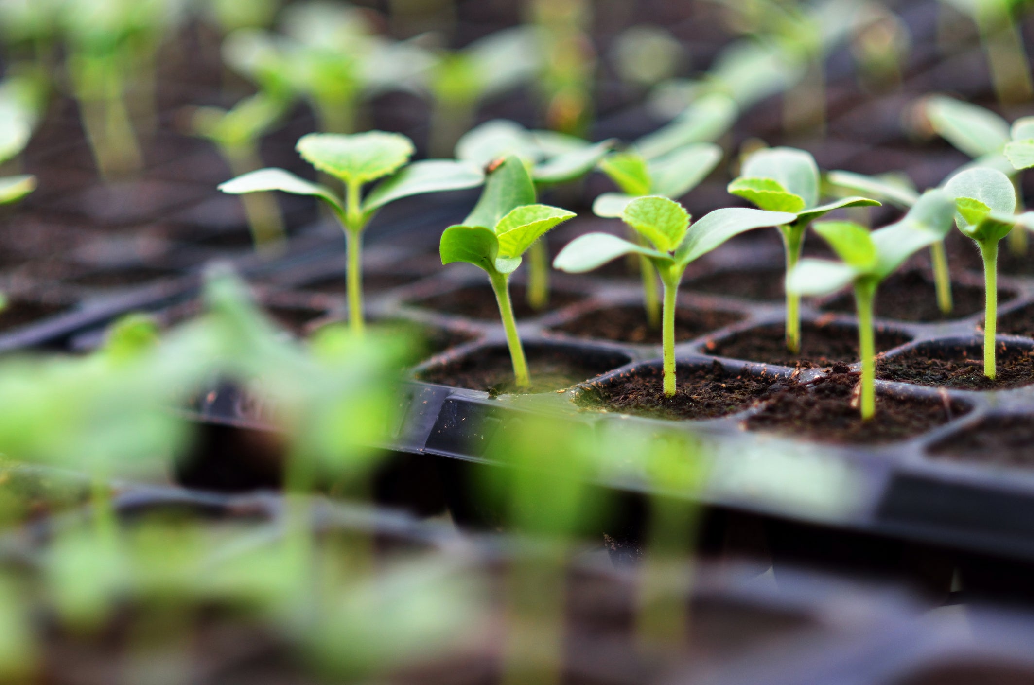 seedlings in tray