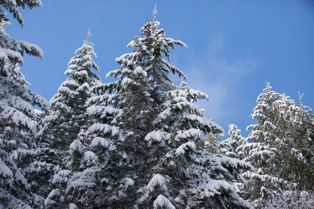 snow covered trees in oregon