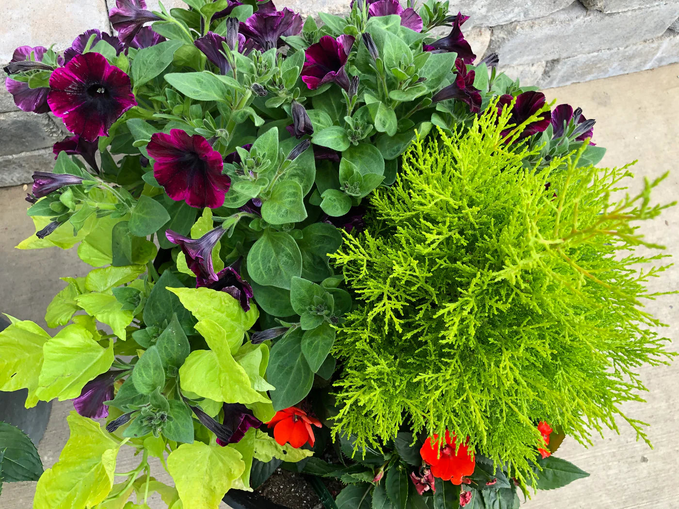 Container Planting Excitement