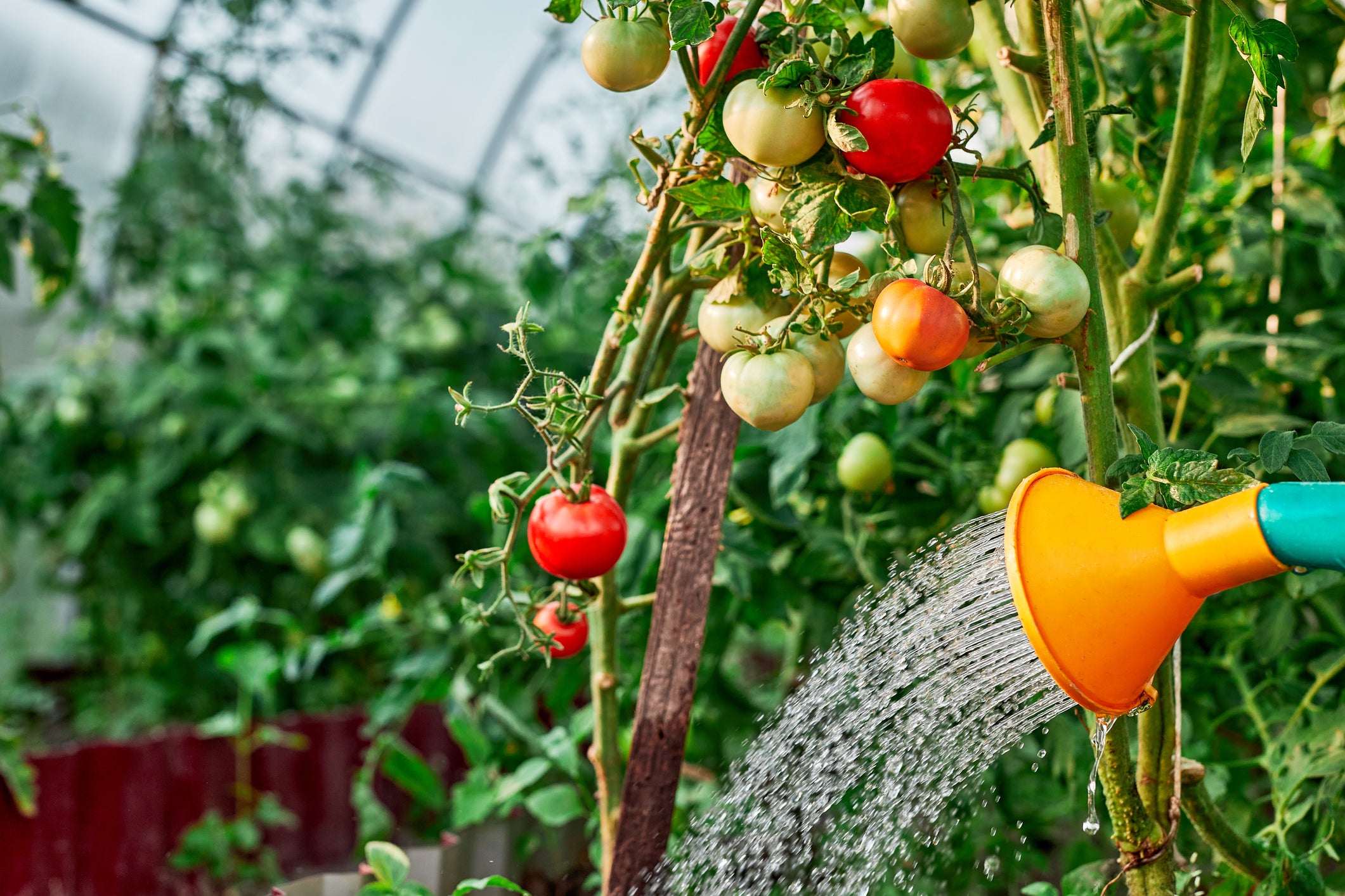 Watering Wisely in the Pacific Northwest: Keep Your Garden