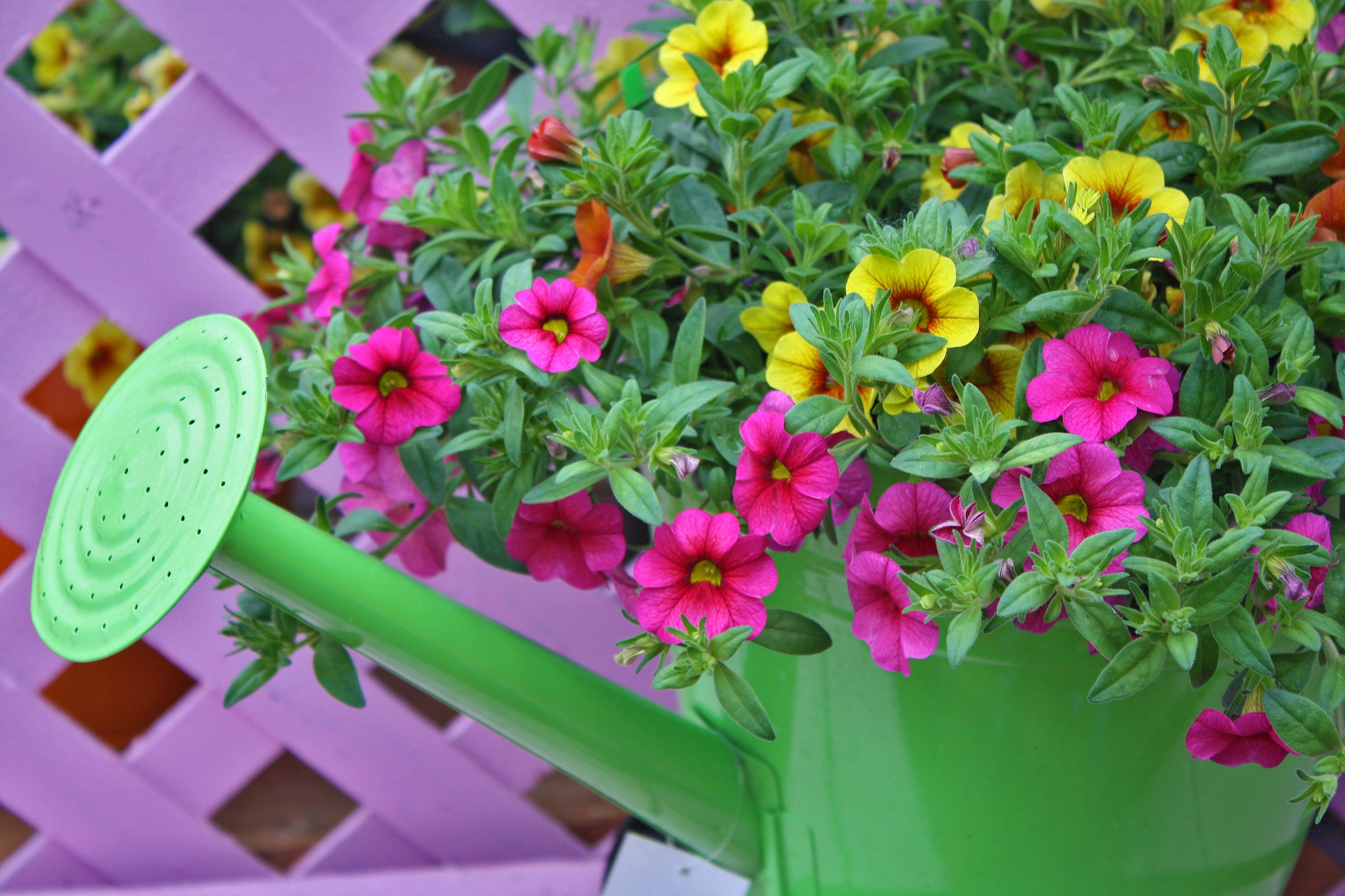 Baskets and Planters