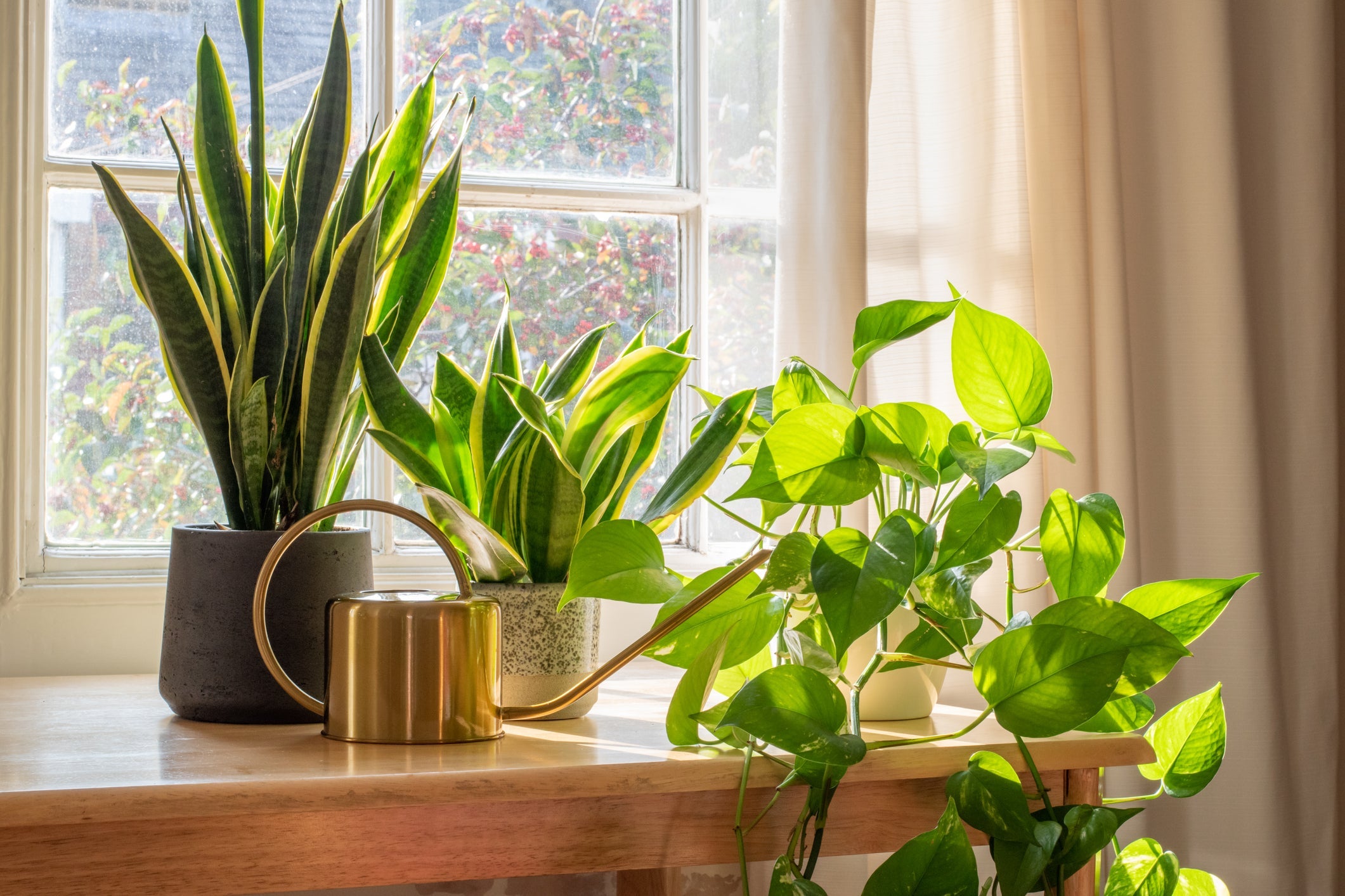 hanging planter glass Lileas - Modern Hanging Planter Lamp main image 0