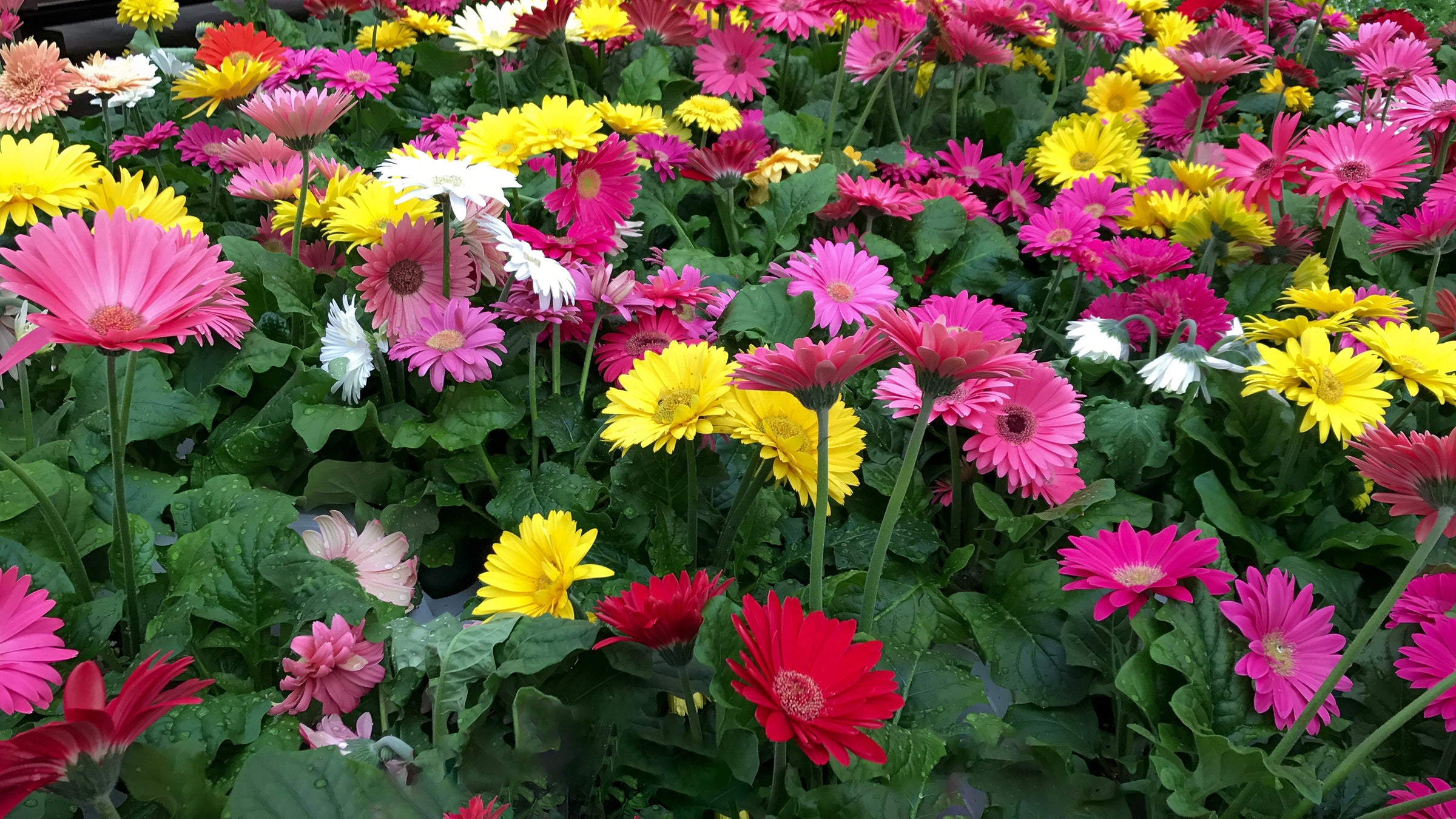Al's Garden and Home Mums Rudbeckia