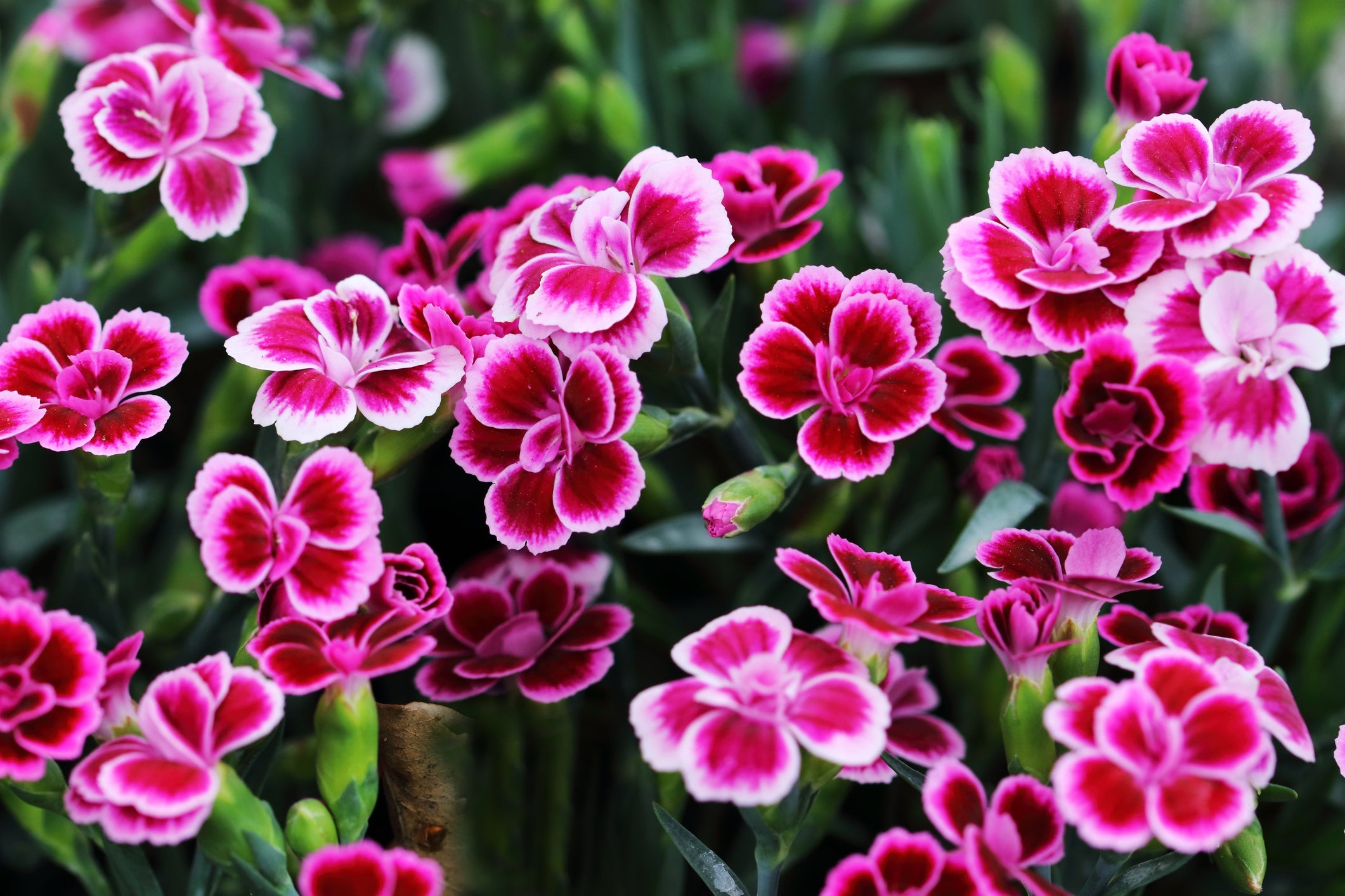 Perennials