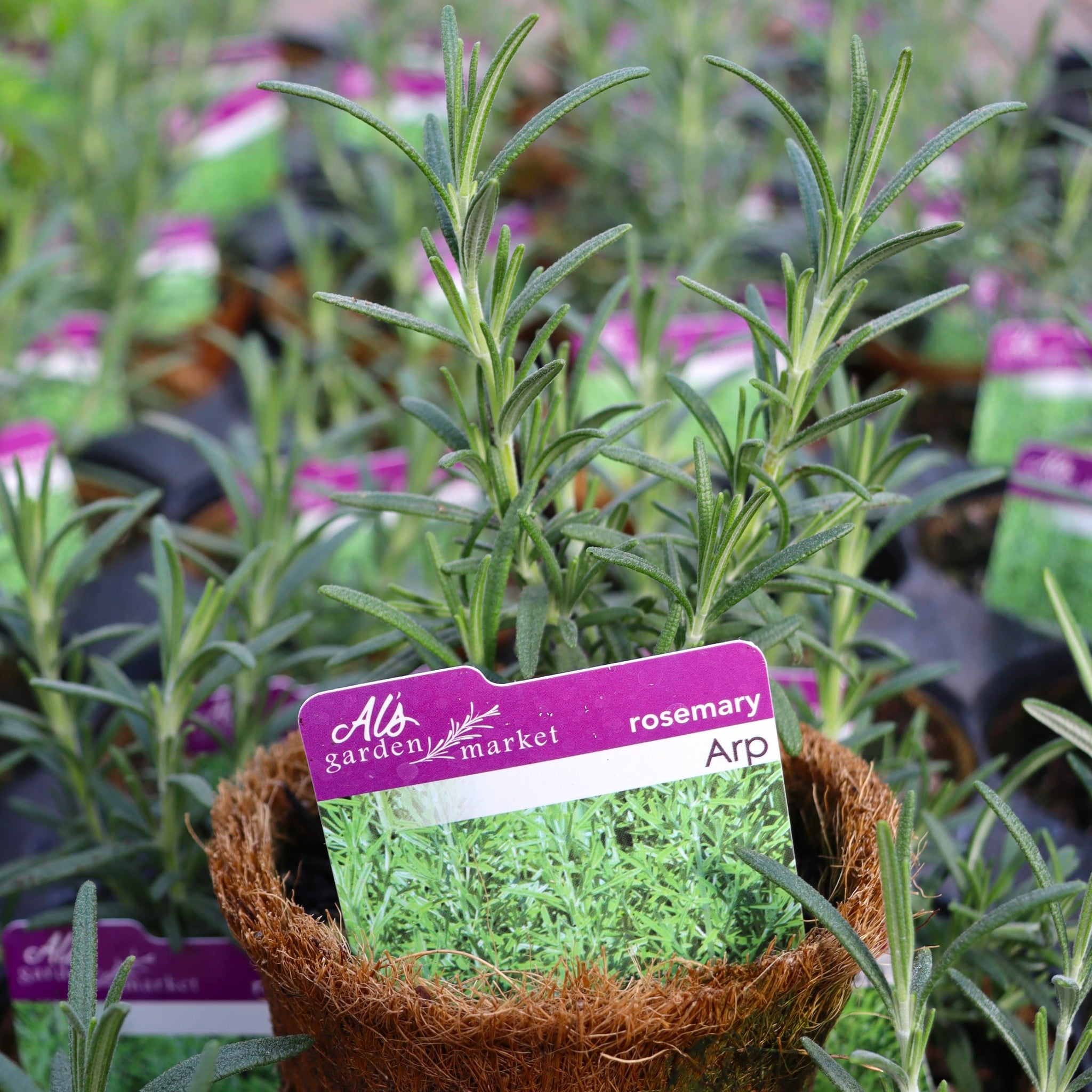 アクセサリー Rosemary Rosemary – Al's Garden & Home