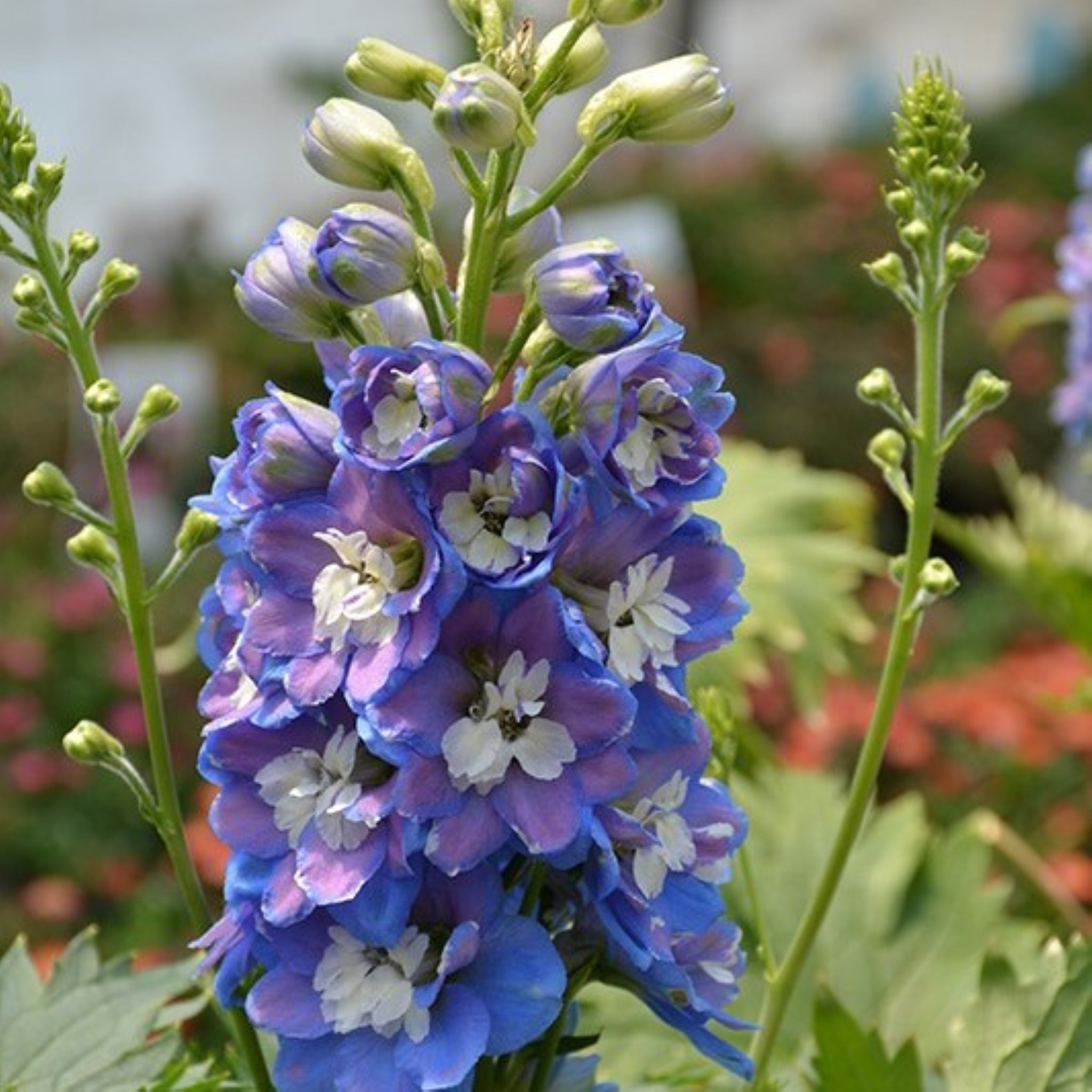 Delphinium – Al's Garden & Home