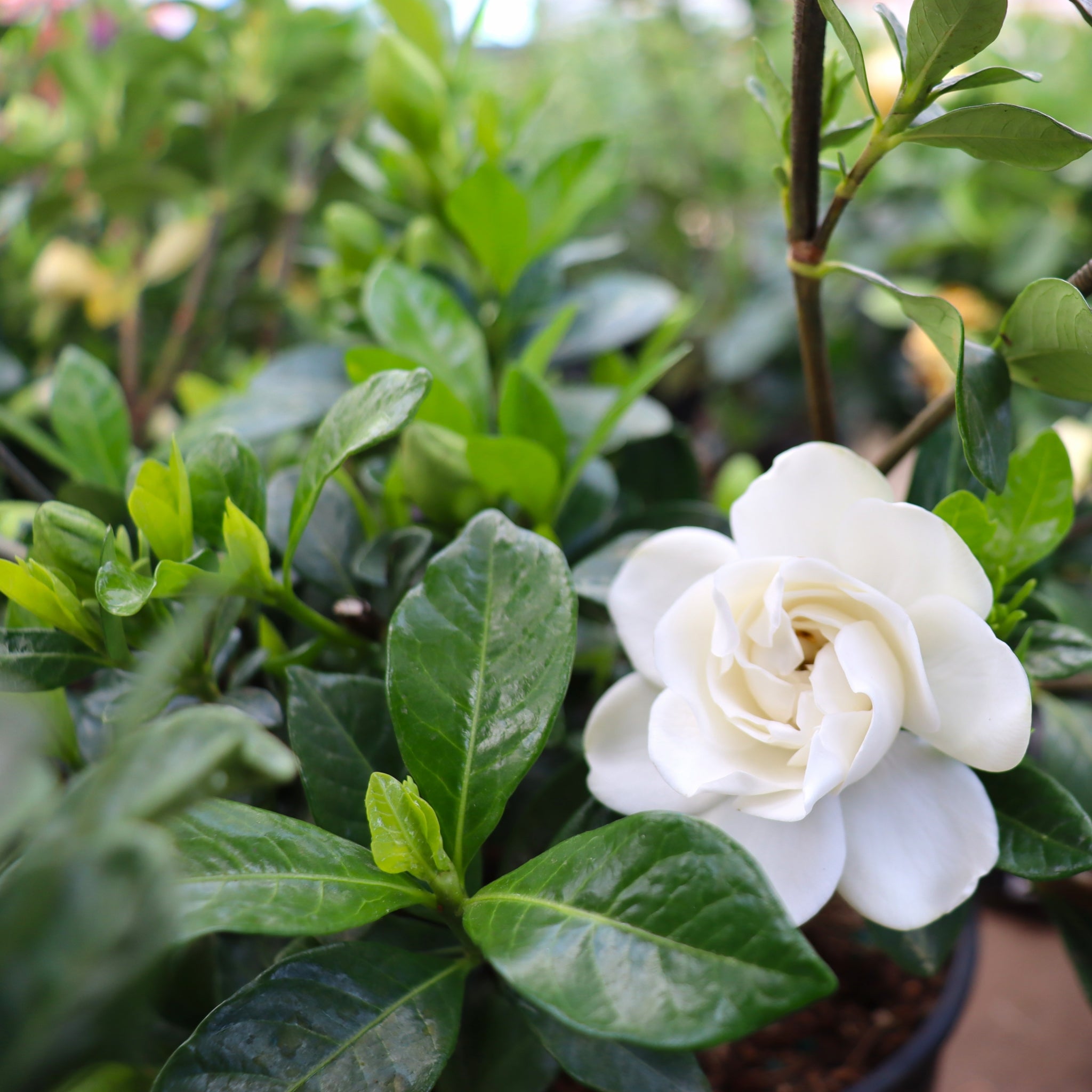 Gardenia – Al's Garden & Home