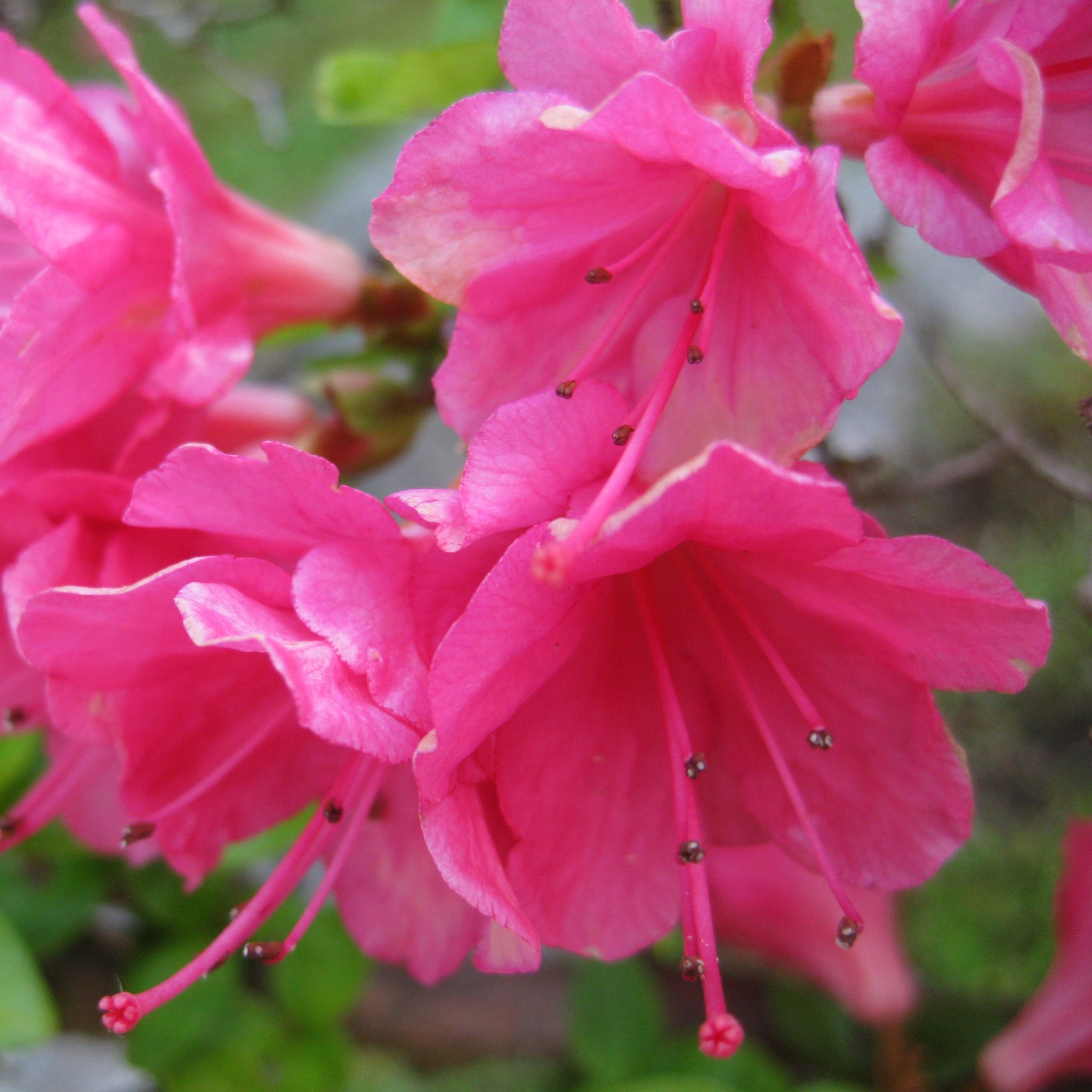 Azalea – Al's Garden & Home