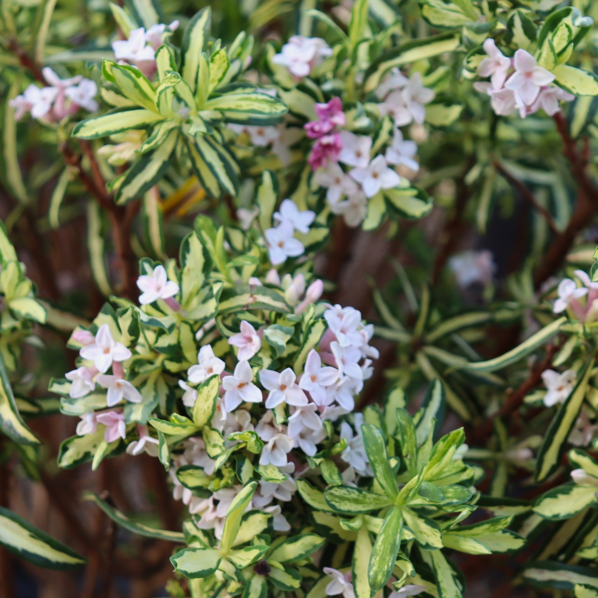 Daphne – Al's Garden & Home