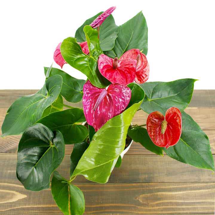 Al's Garden & Home 'Purple Flower' Flamingo Lily (Anthurium andraeanum), 4 Inch houseplant