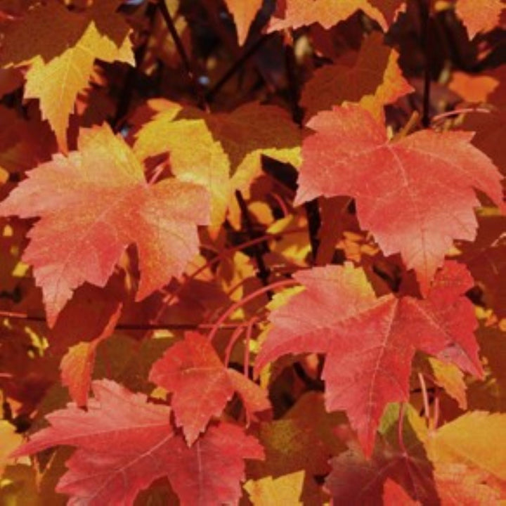 Al's Garden & Home 'Autumn Flame' Red Maple (Acer rubrum), 15 Gallon tree