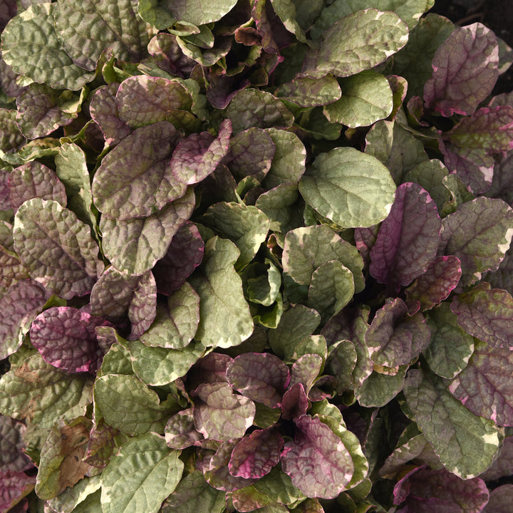 Al's Garden & Home 'Burgundy Glow' Ajuga (Ajuga reptans), 5 Inch Container perennial