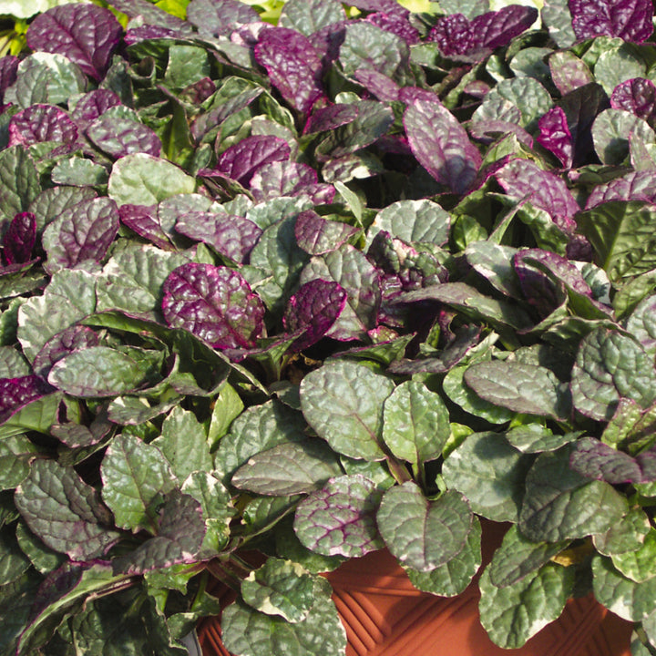 Al's Garden & Home 'Burgundy Glow' Ajuga (Ajuga reptans), 5 Inch Container perennial