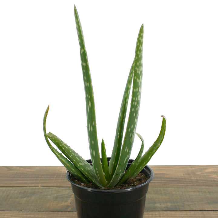 Al's Garden & Home generic Aloe Vera, 8 Inch houseplant