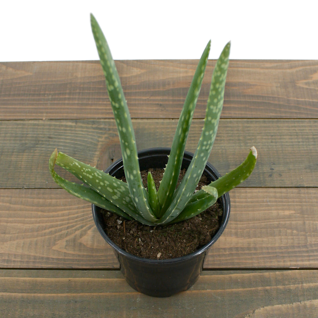 Al's Garden & Home generic Aloe Vera, 6 Inch houseplant