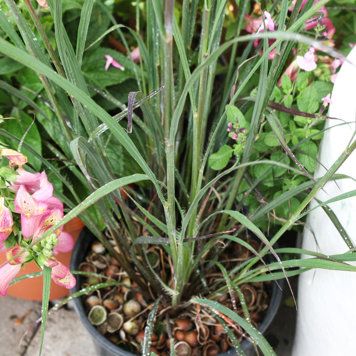 Al's Garden & Home 'Blackhawks' Andropogon, 2 Gallon perennial