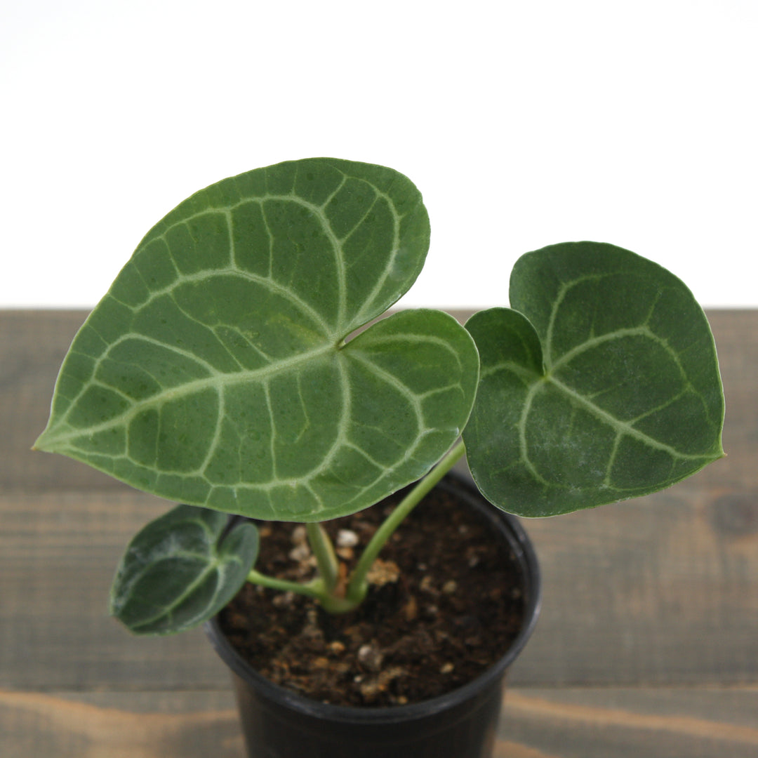 Anthurium - 'Velvet Cardboard'