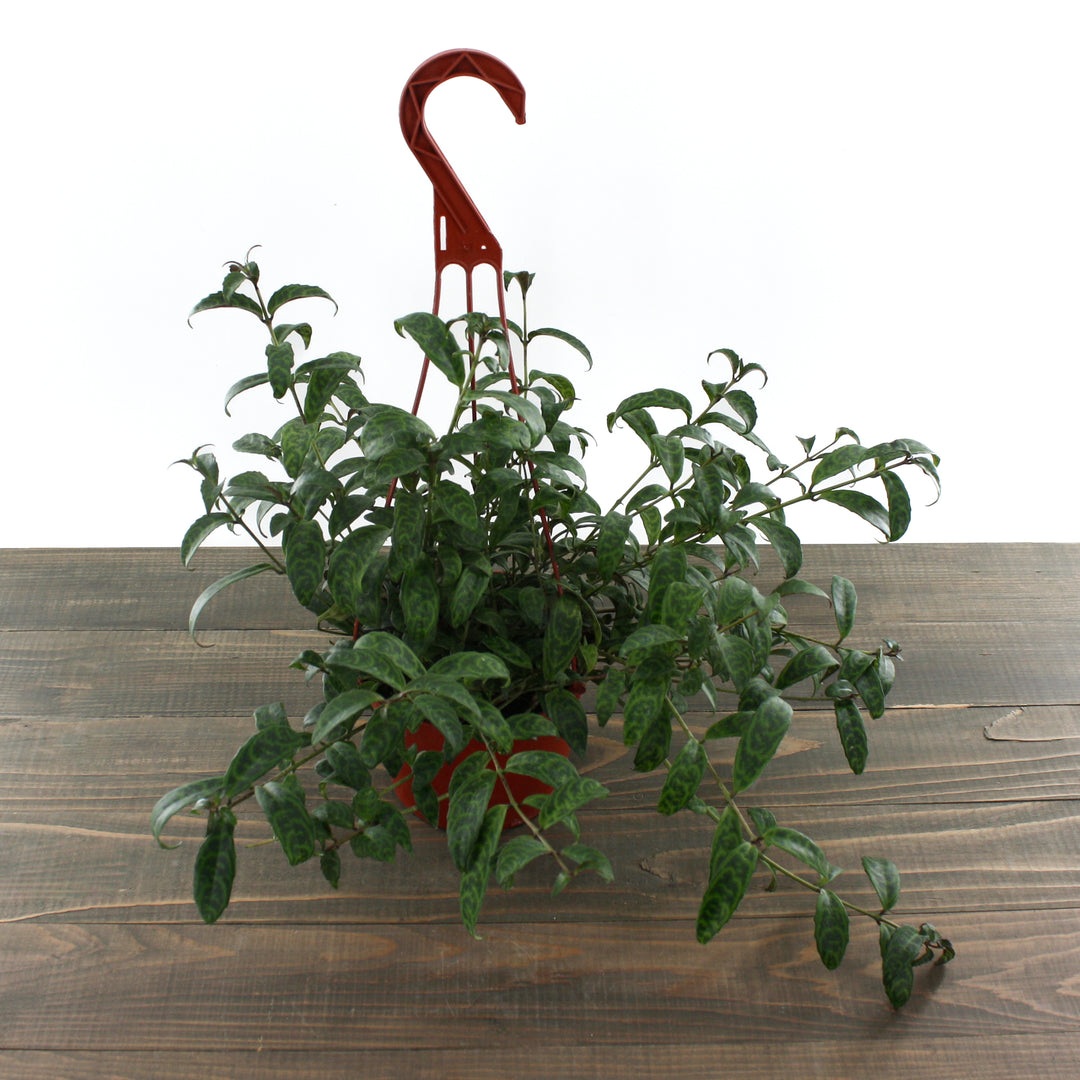 Al's Garden & Home 'Black Pagoda' Lipstick Plant (Aeschynanthus), 4 Inch Hanging Basket houseplant